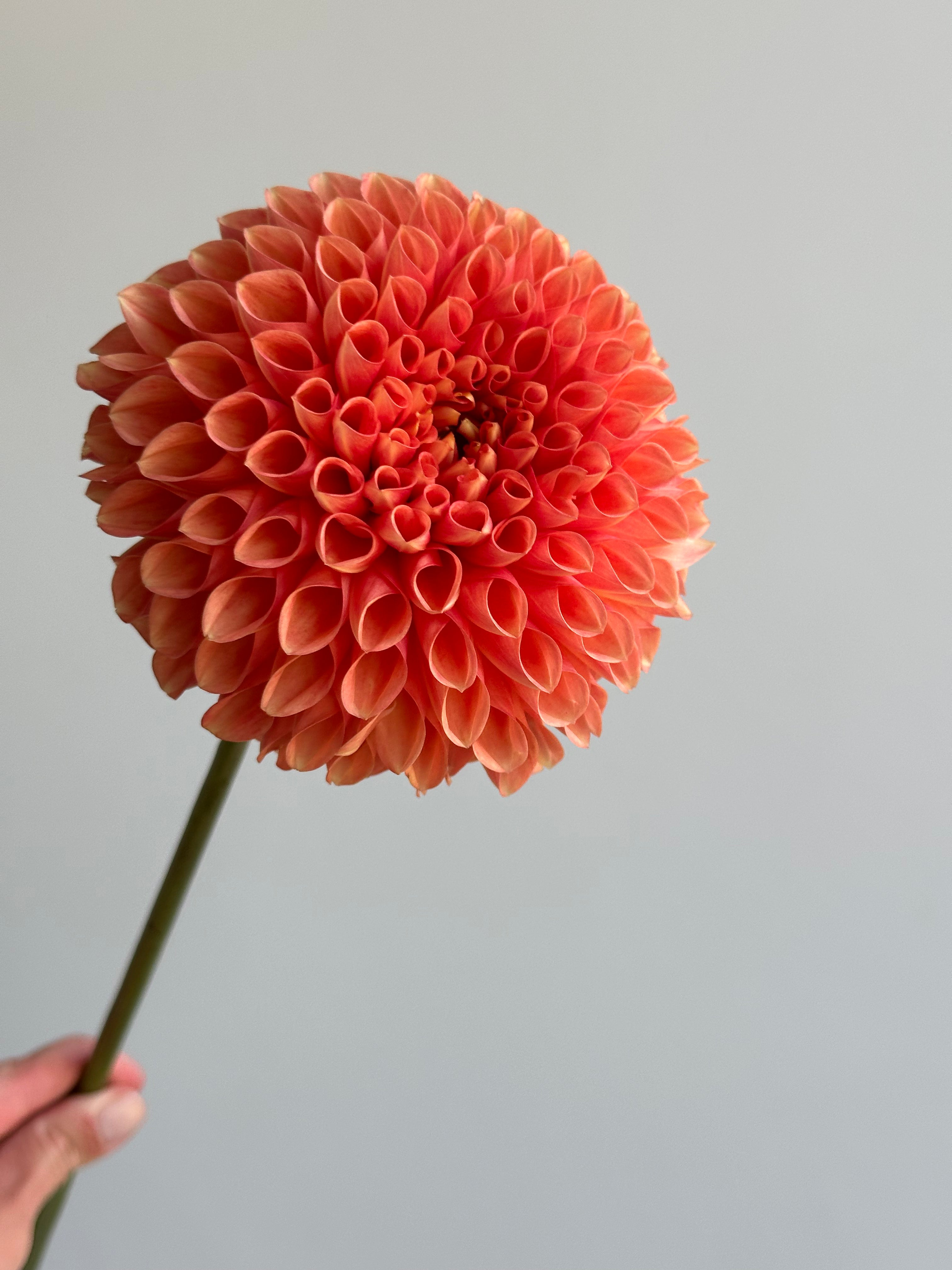 Dahlia Jowey Linda