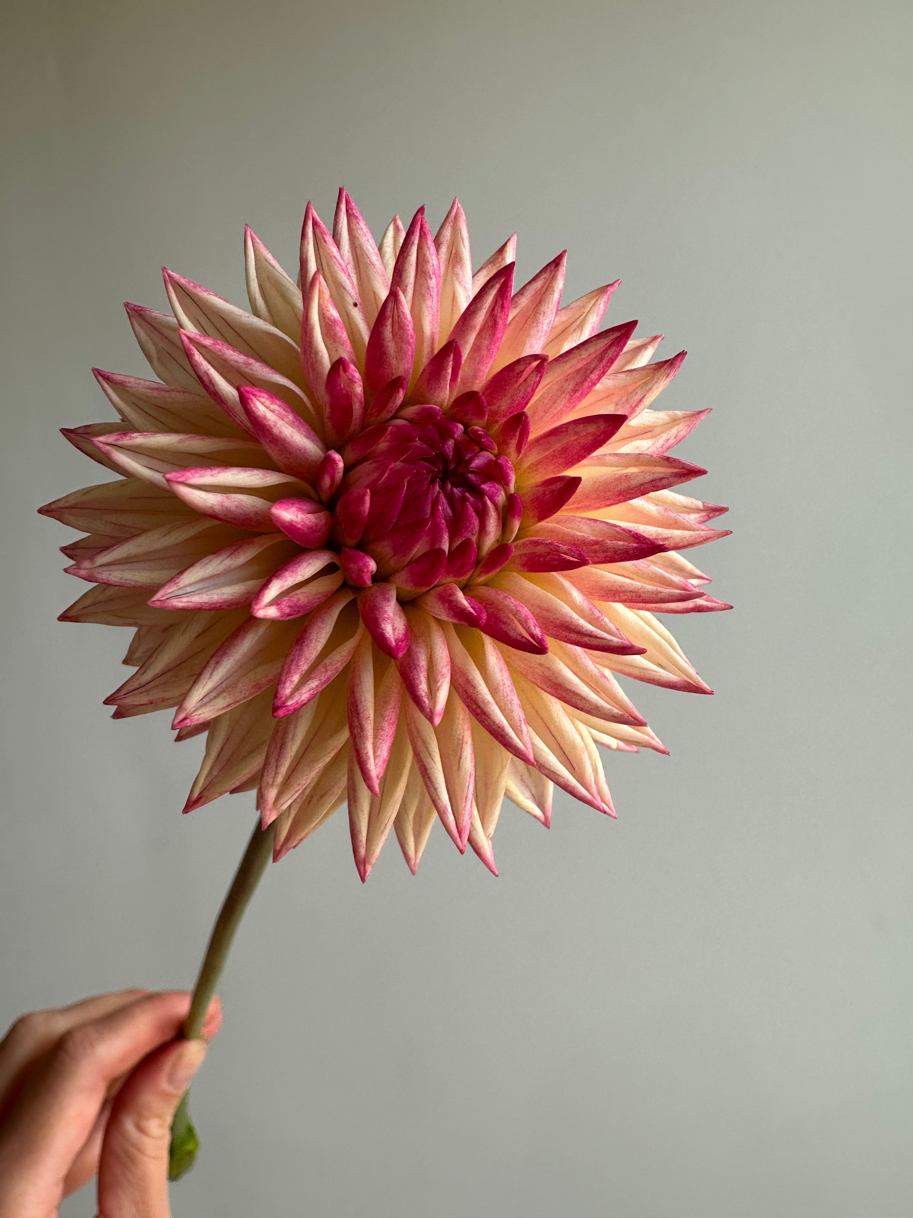 Dahlia Valley Porcupine