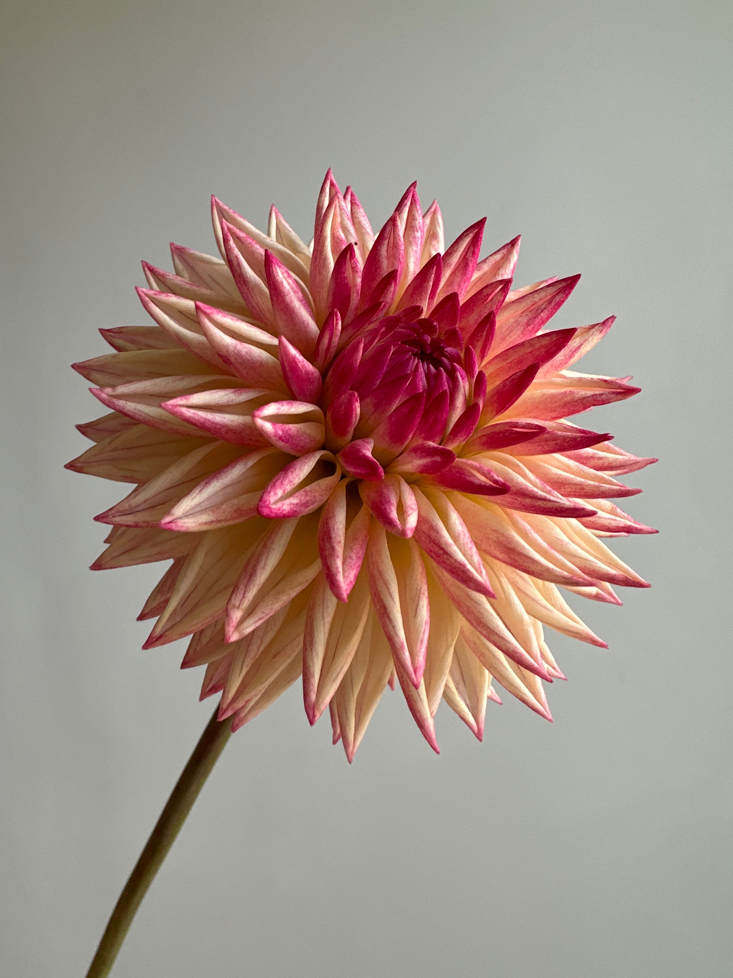 Dahlia Valley Porcupine