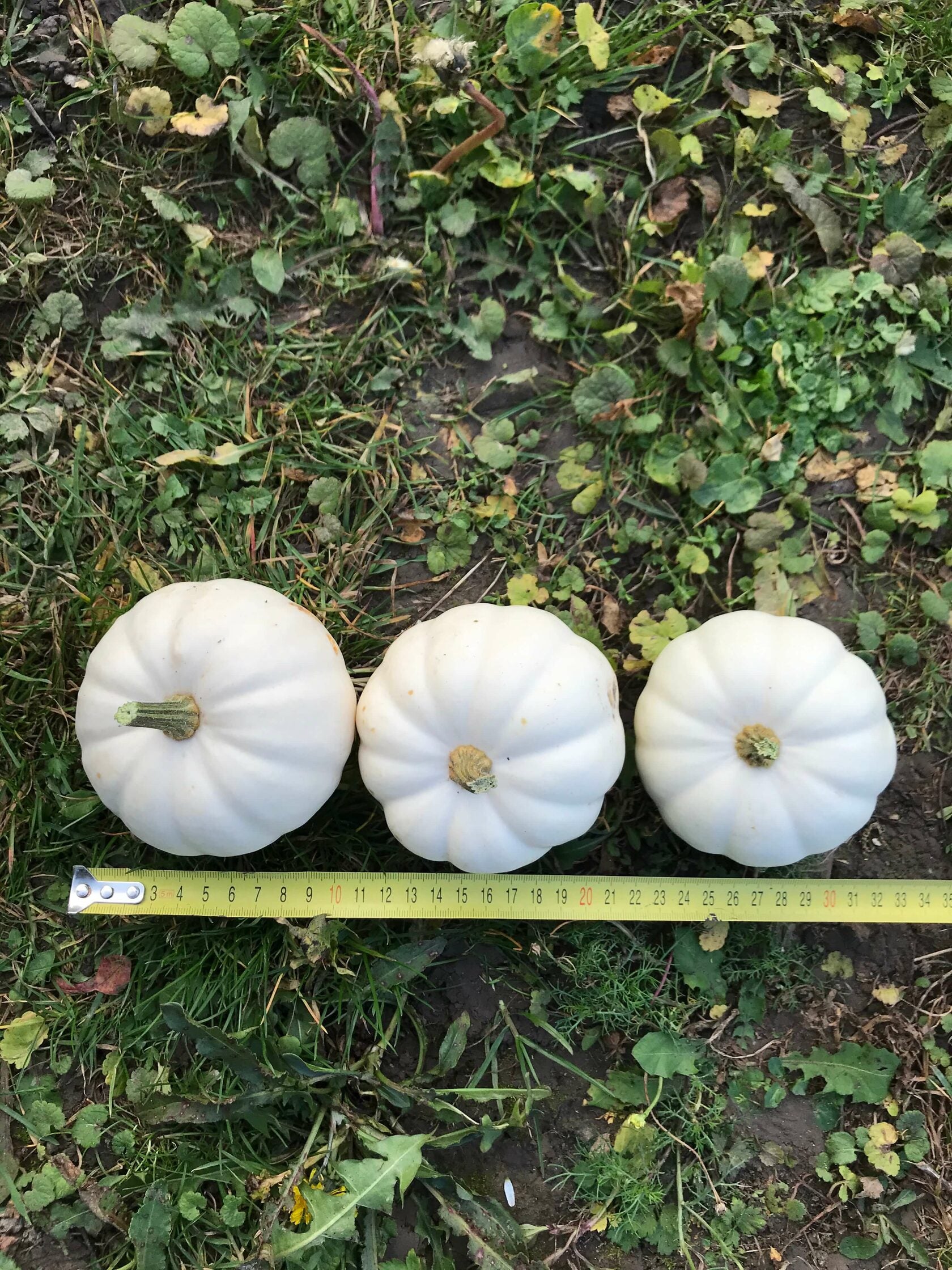 Decorative Pumpkin Casperita F1