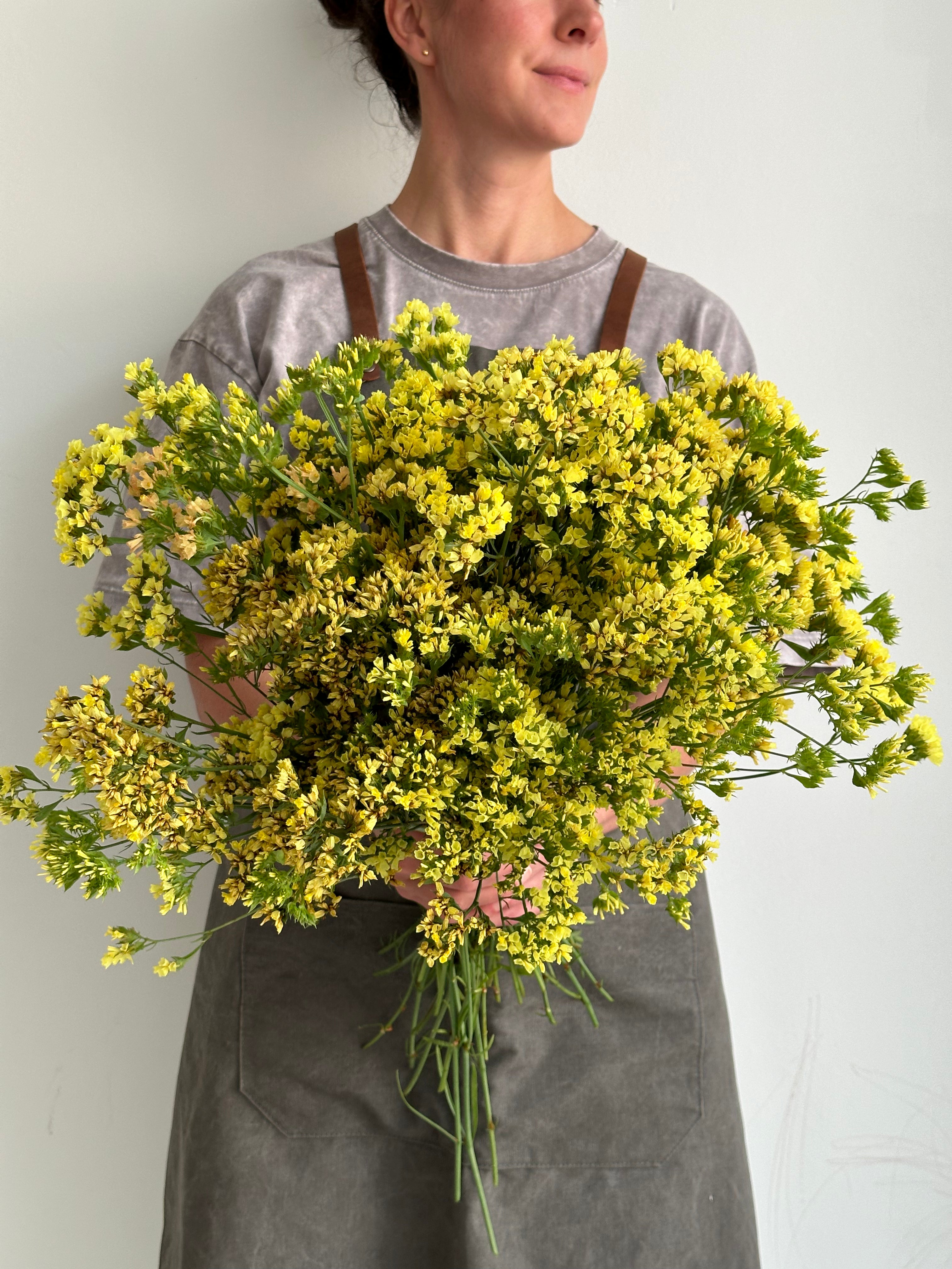 Statice (Limonium) Bonduelii