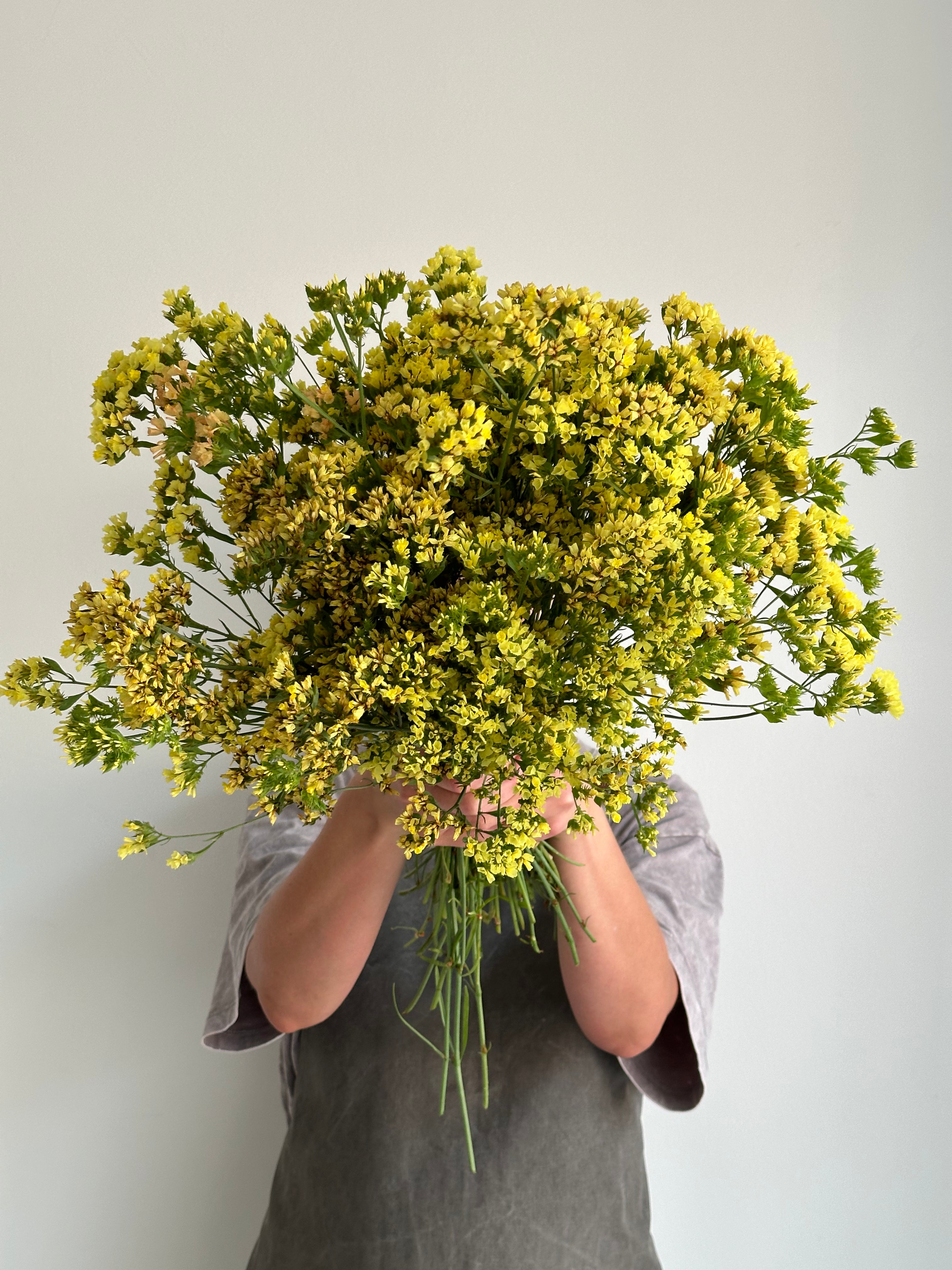 Statice (Limonium) Bonduelii