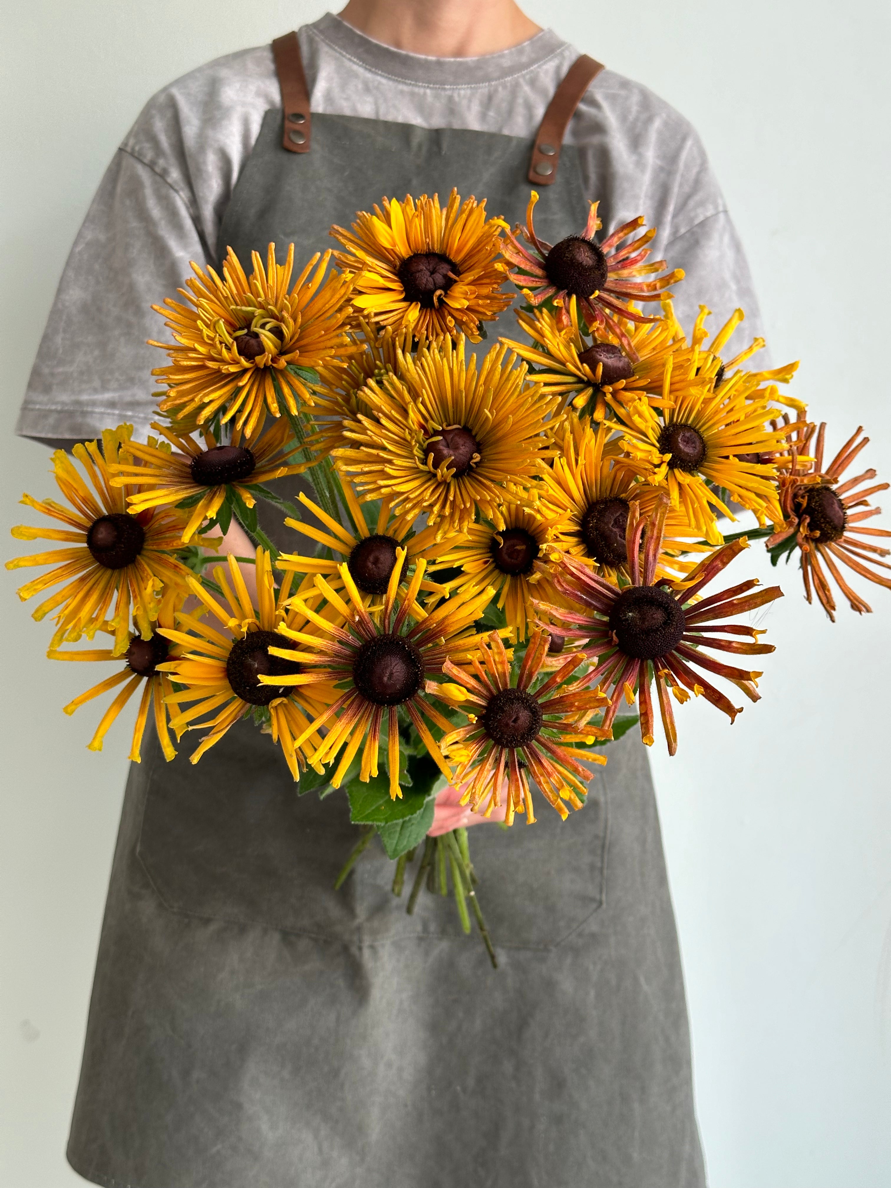 Rudbeckia Chim Chiminee