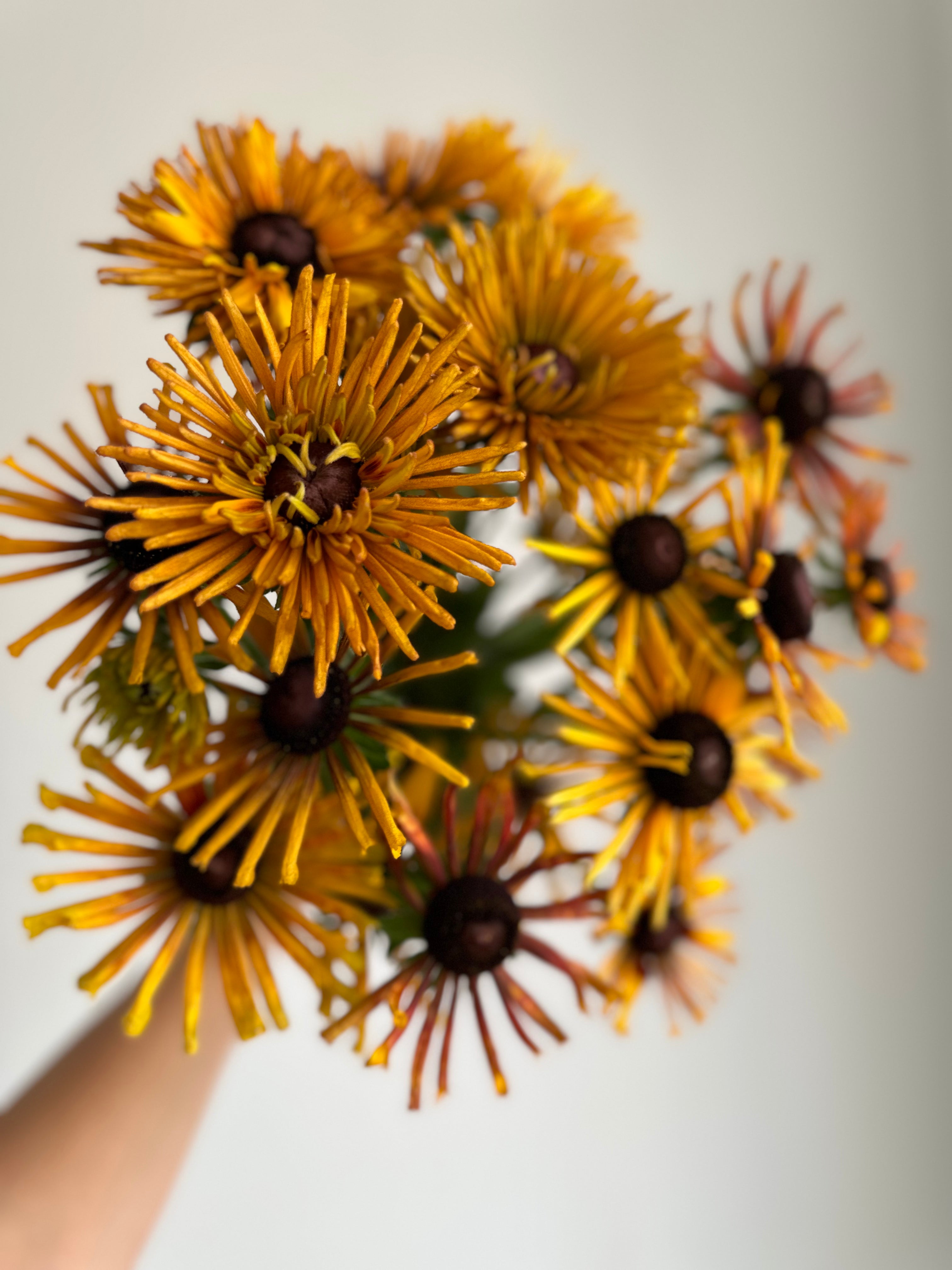 Rudbeckia Chim Chiminee