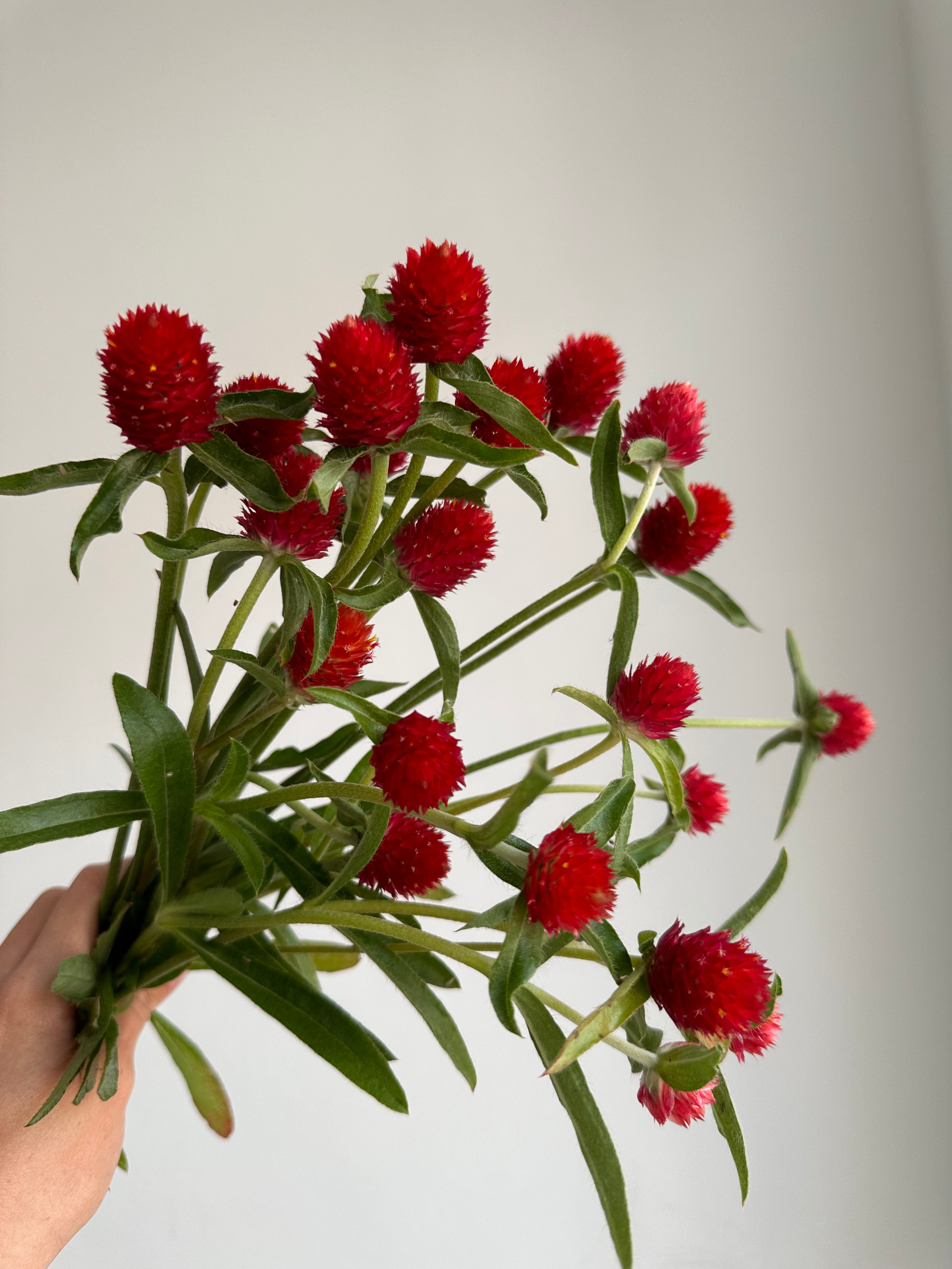 Gomphrena Red