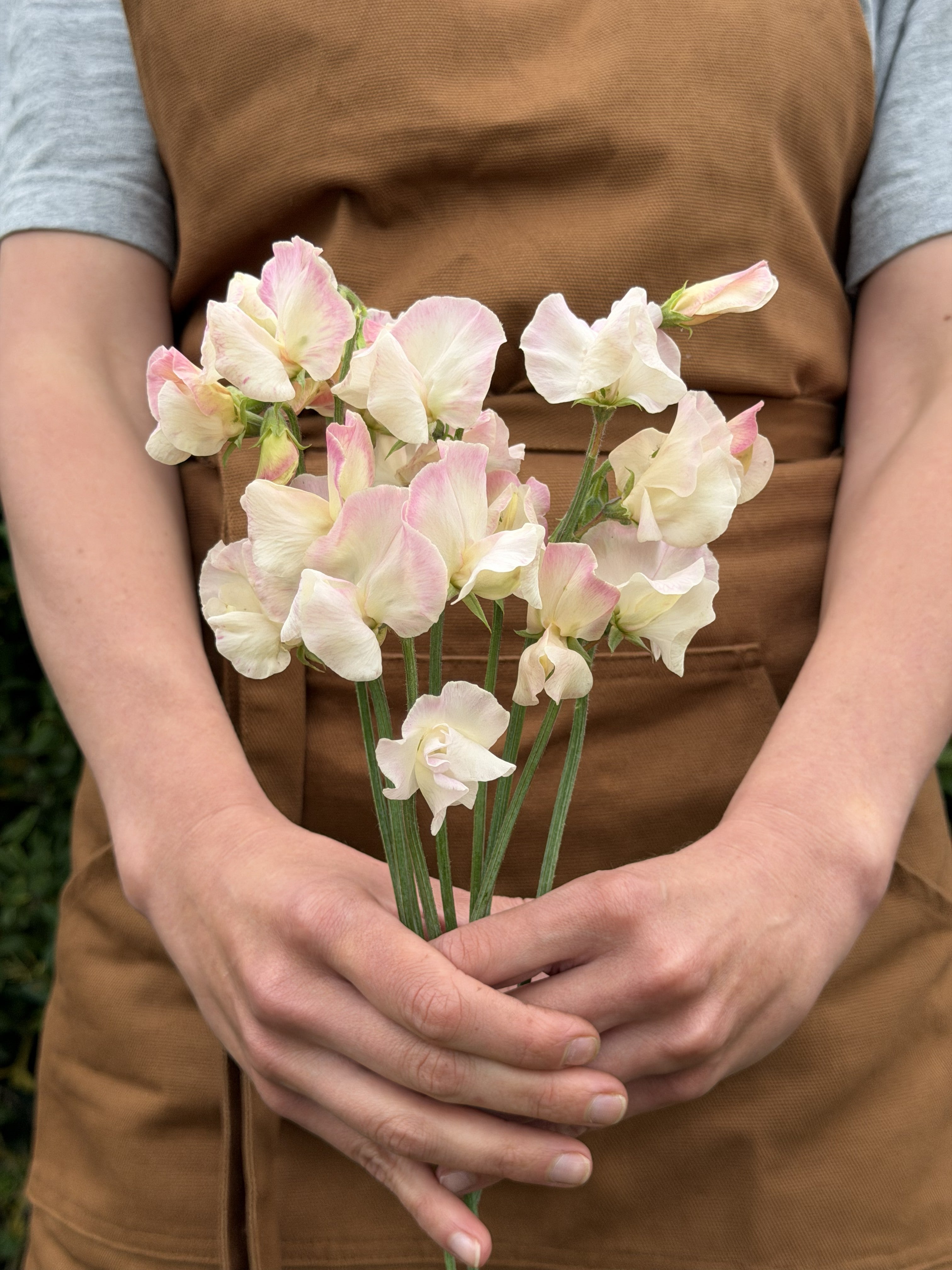 Sweet Pea Bix - FluffyFlower