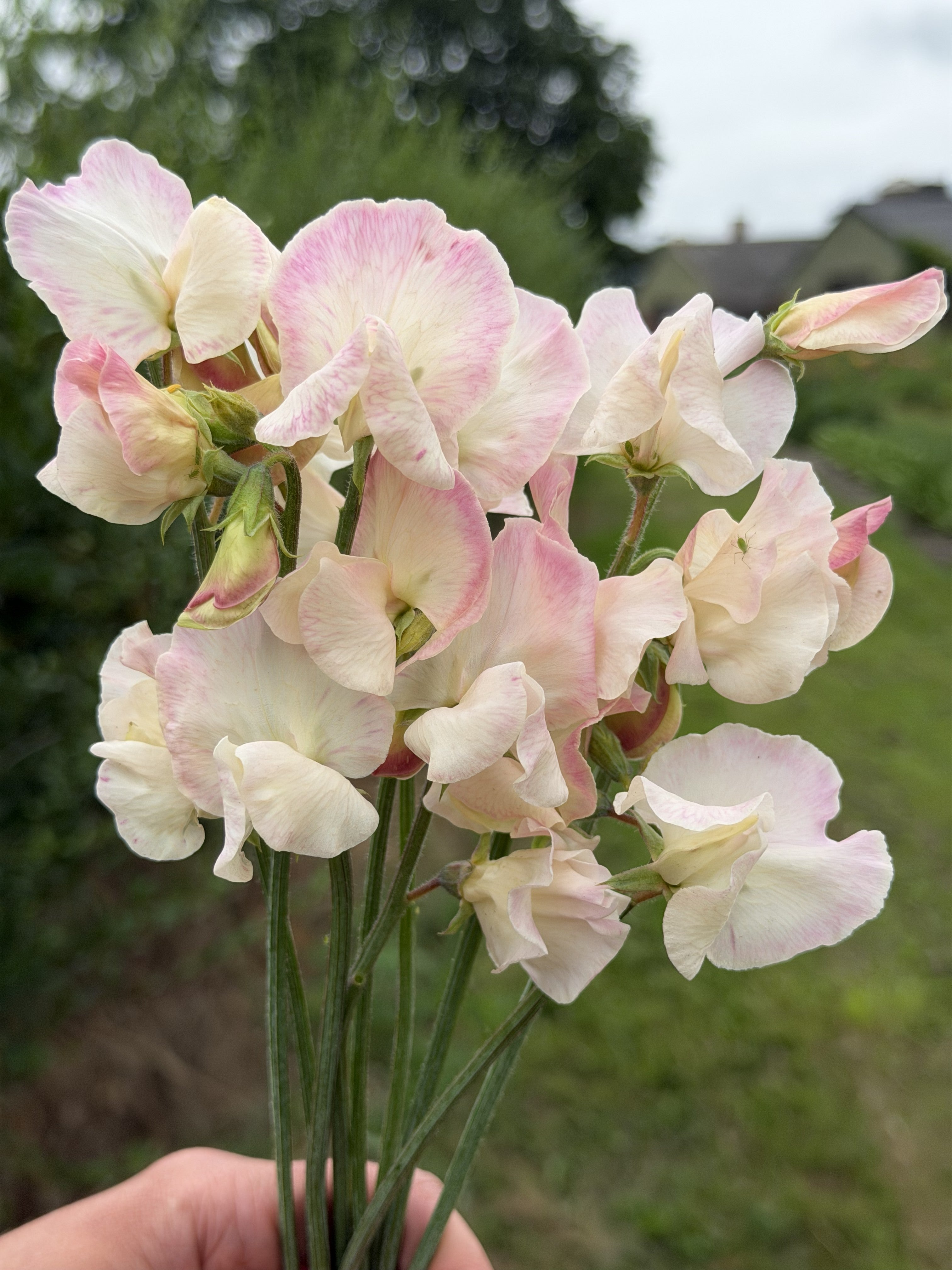 Sweet Pea Bix - FluffyFlower