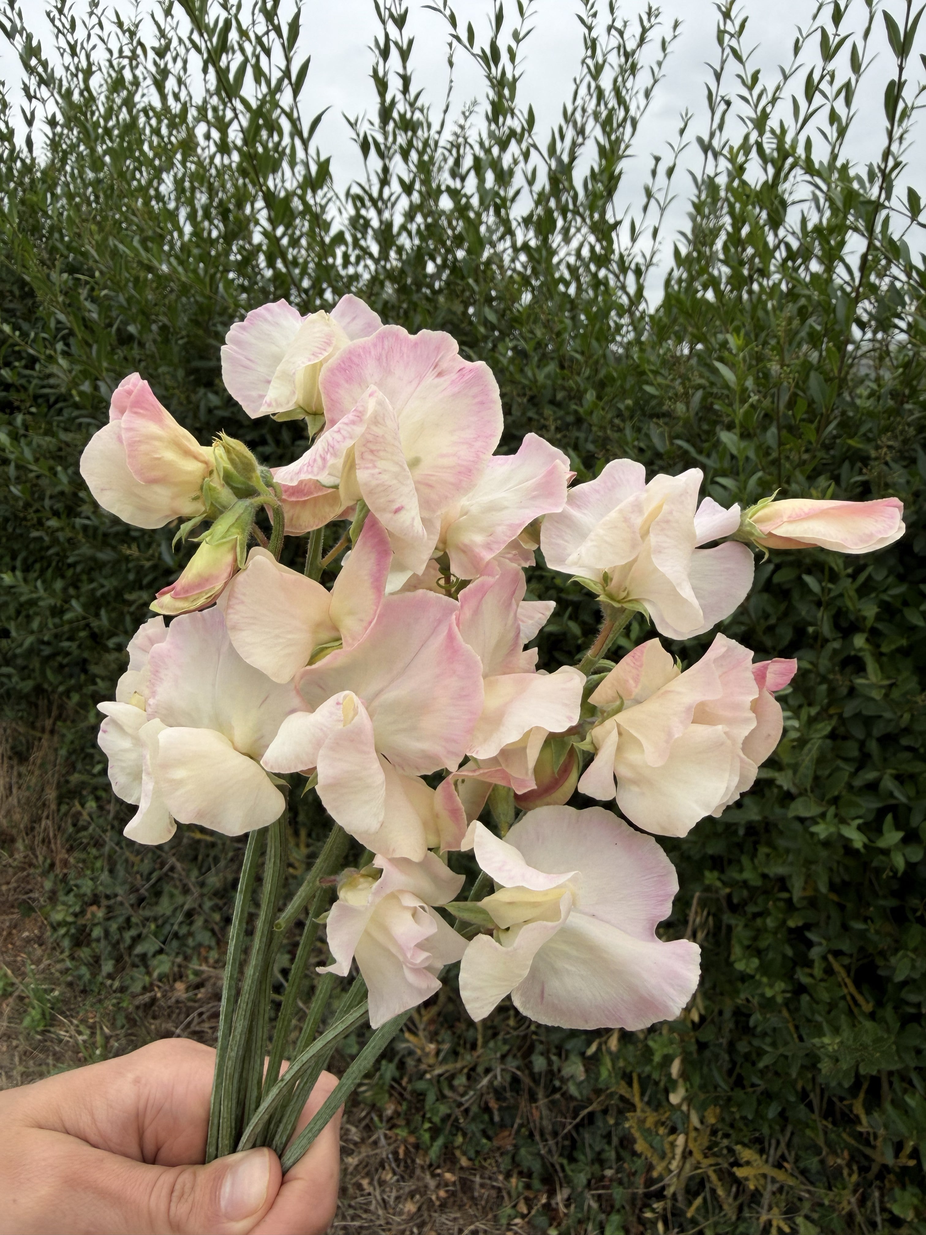 Sweet Pea Bix - FluffyFlower