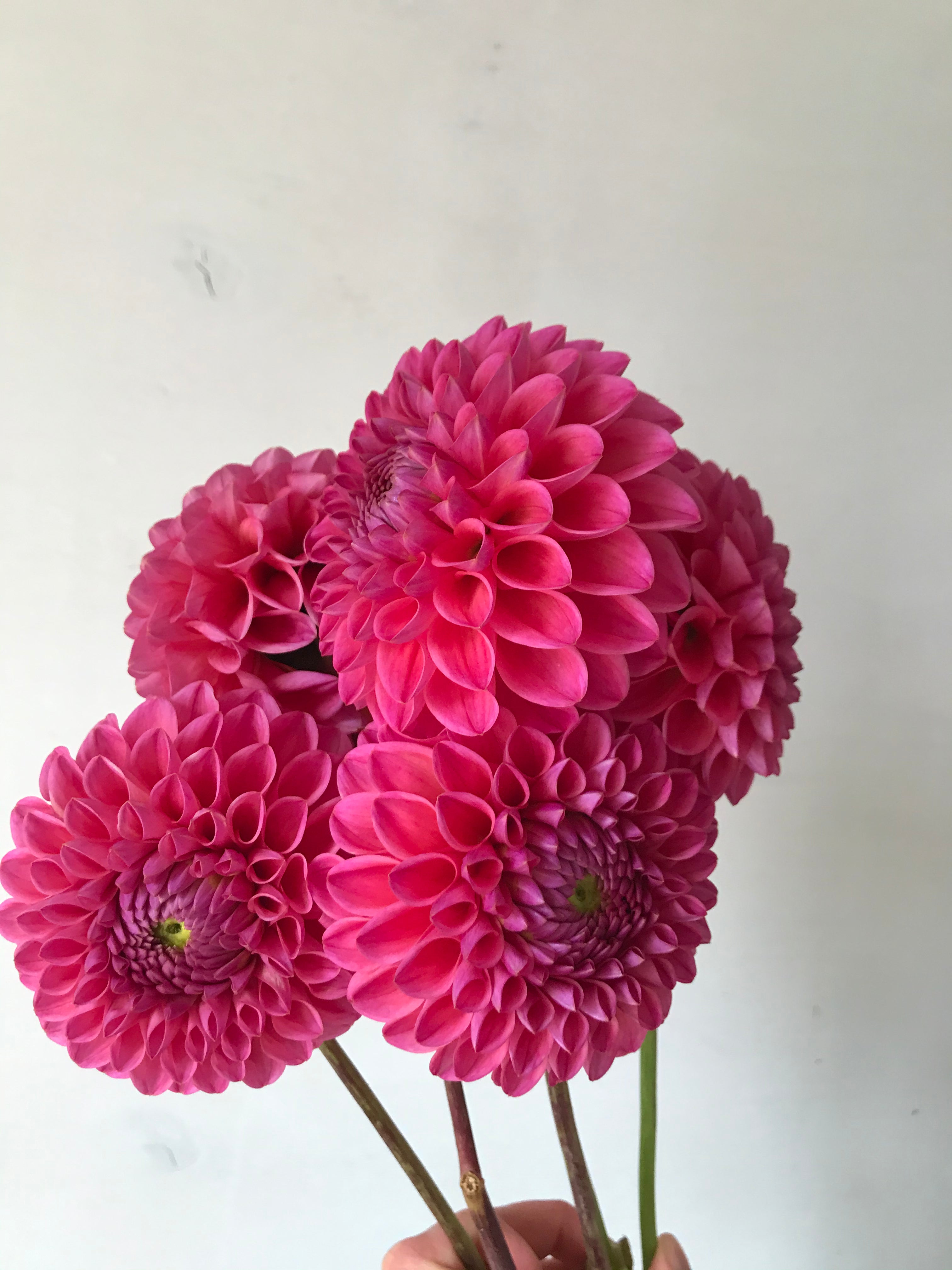 Dahlia Dikara Super B