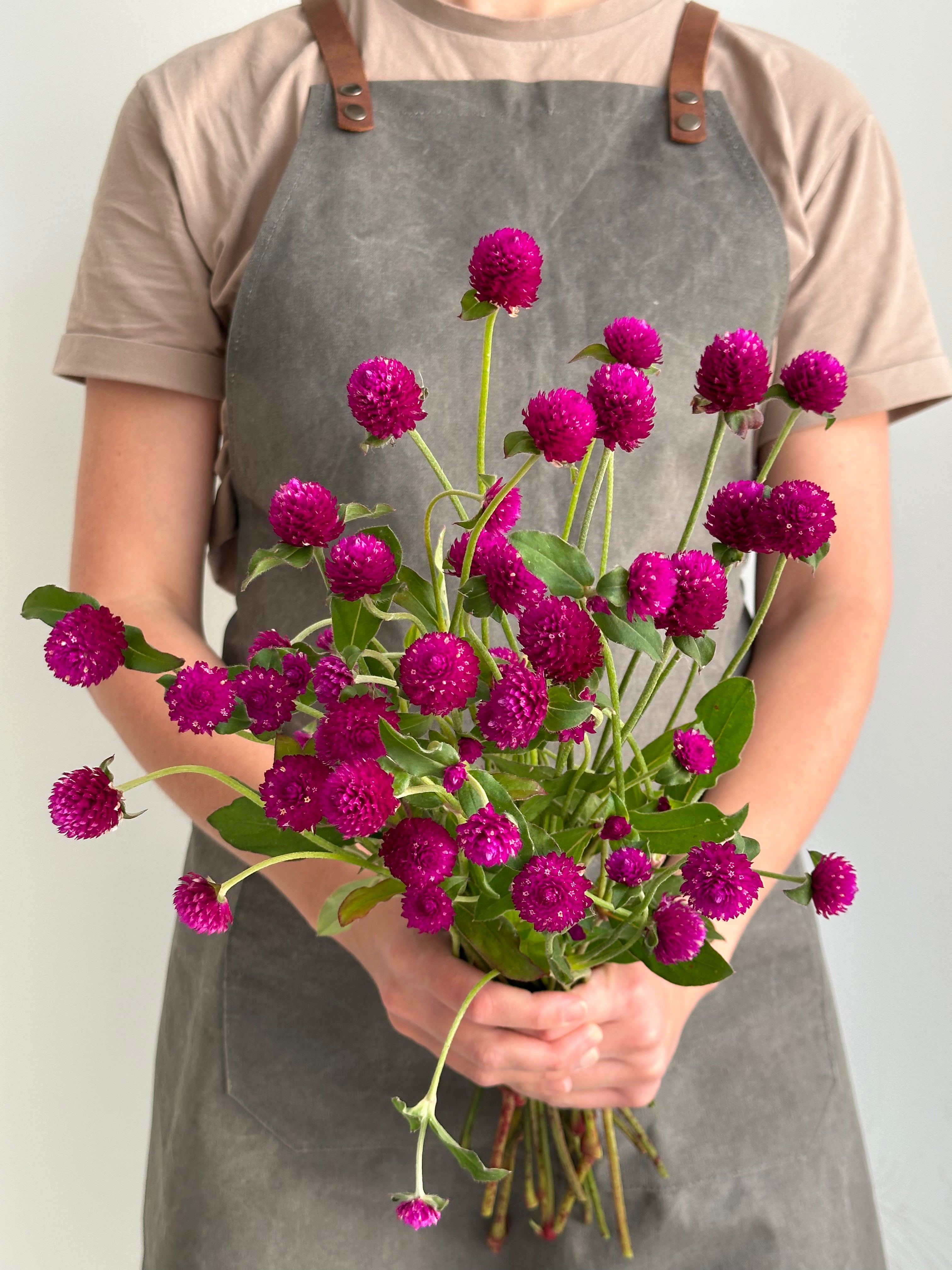 Gomphrena QIS Purple