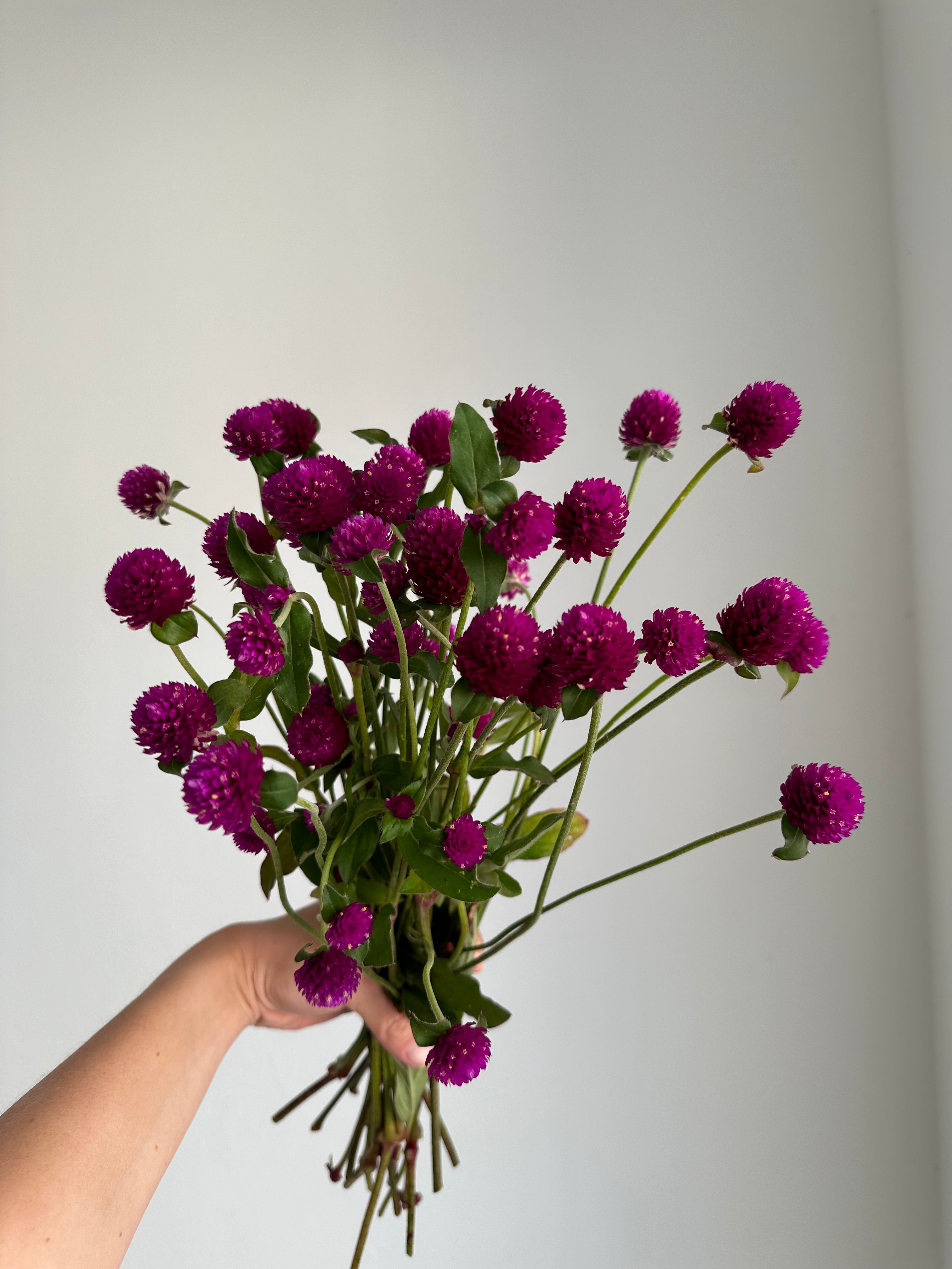 Gomphrena QIS Purple