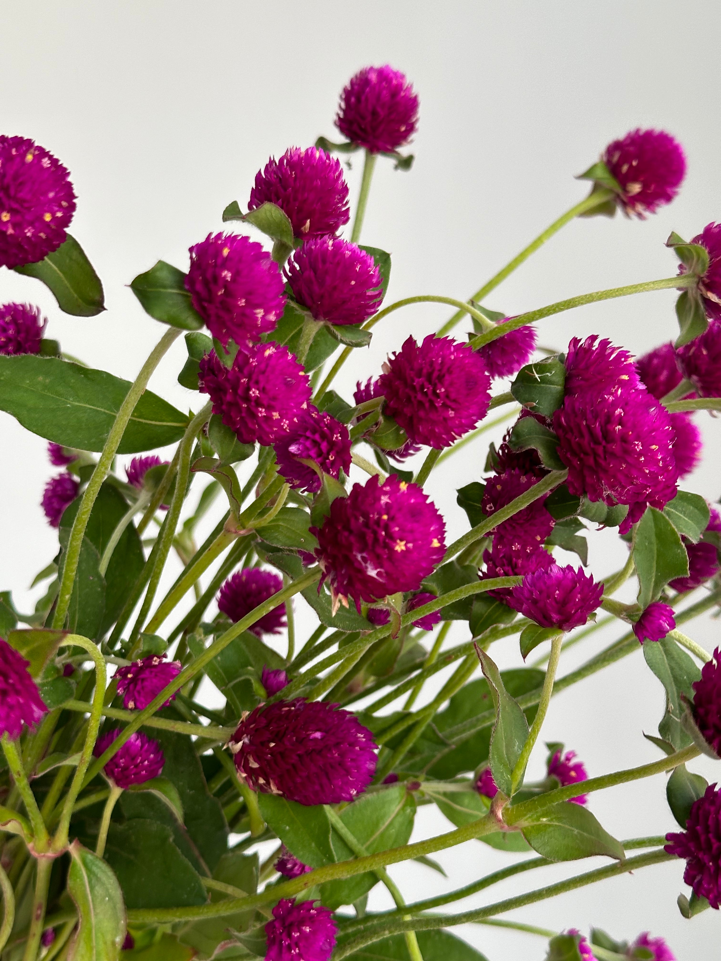 Gomphrena QIS Purple