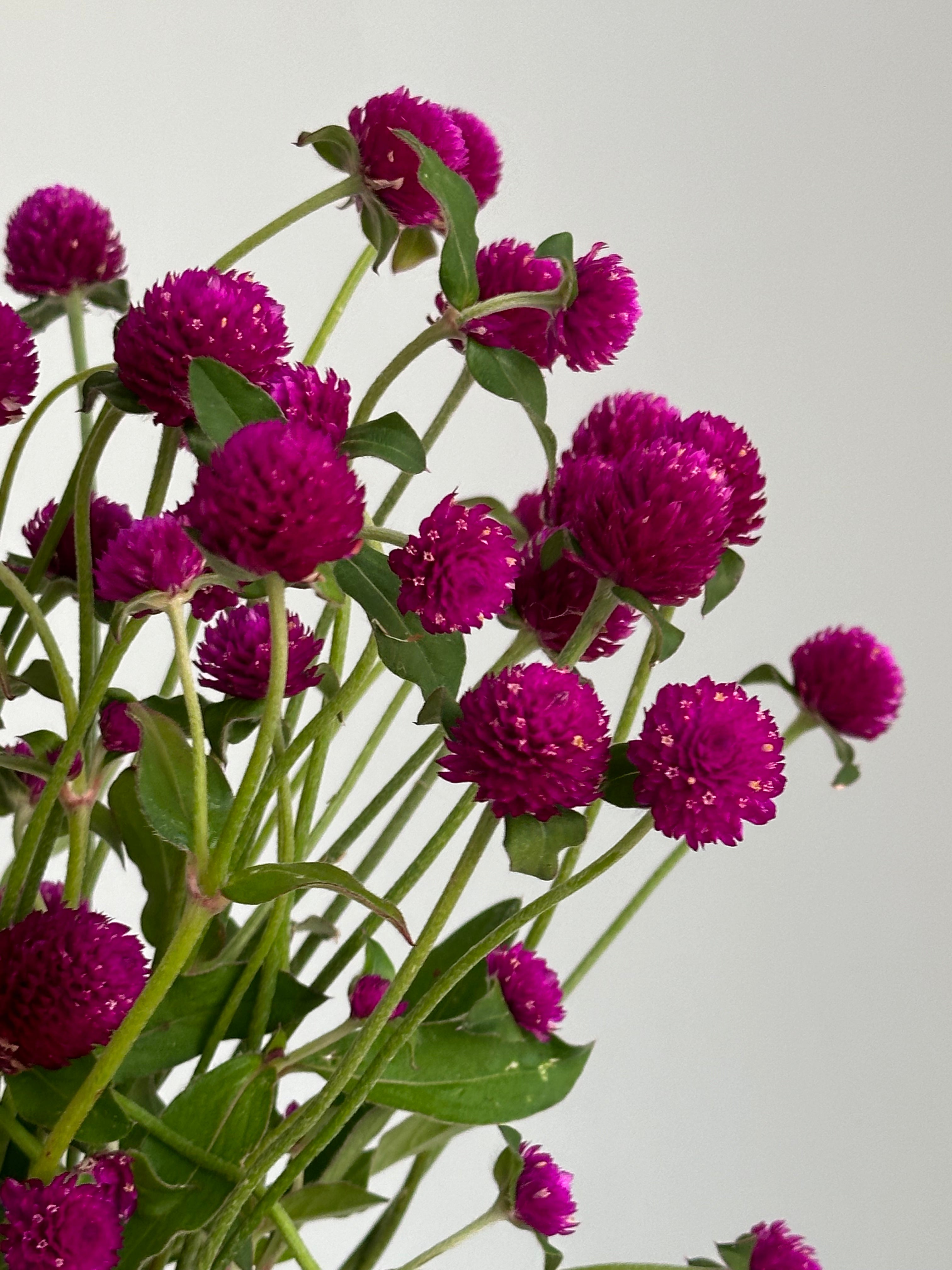 Gomphrena QIS Purple