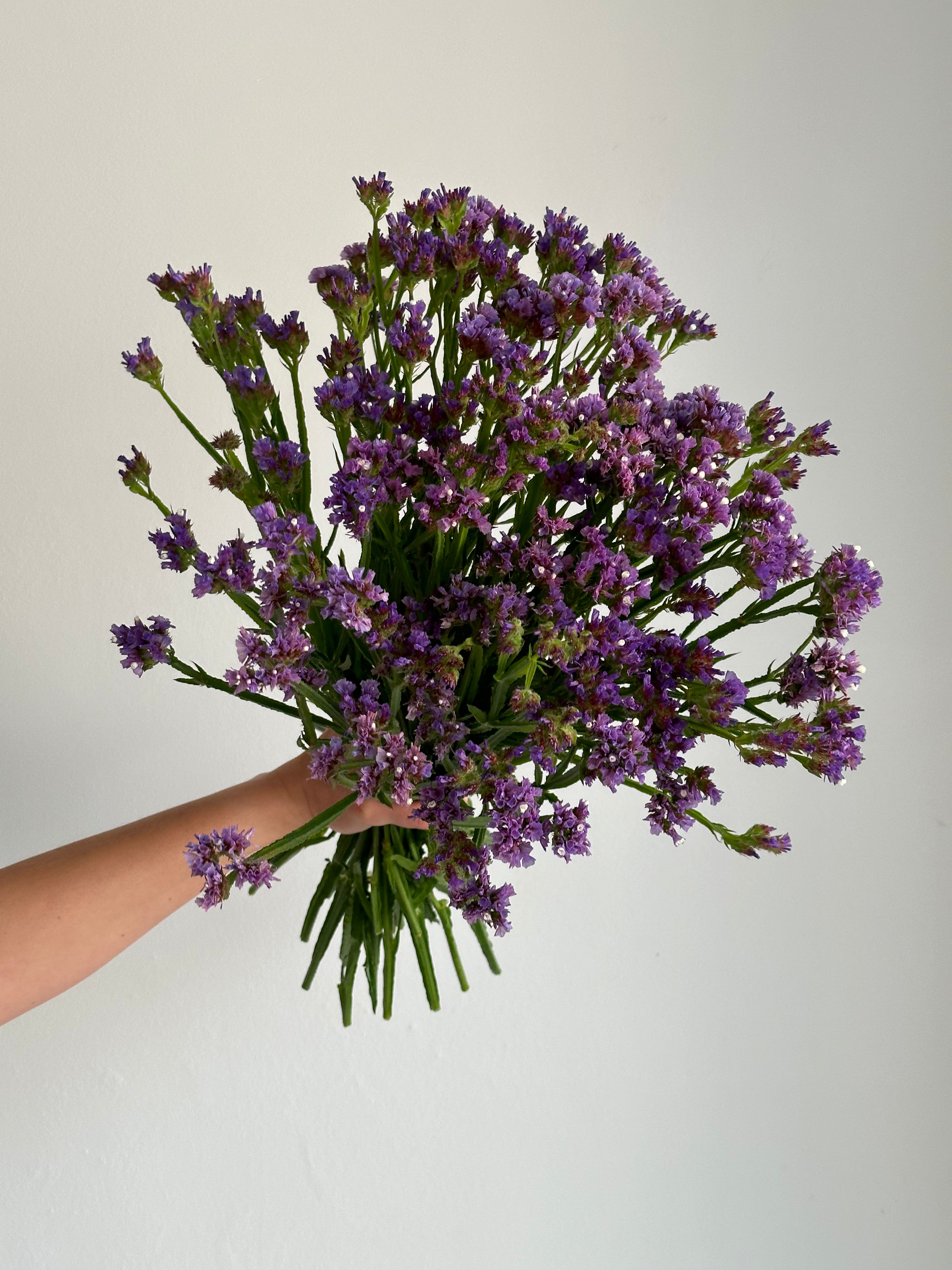 Statice (Limonium) QIS Pale Blue