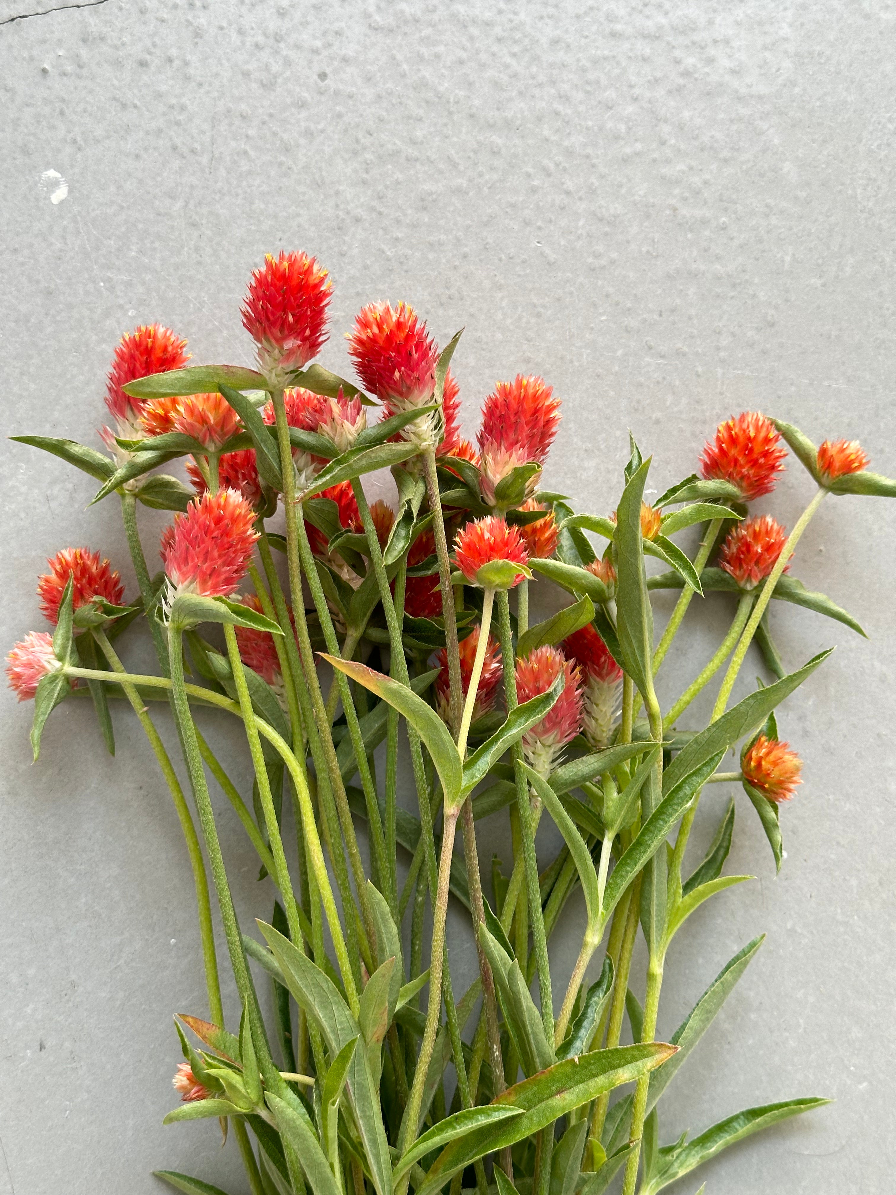 Gomphrena QIS Orange