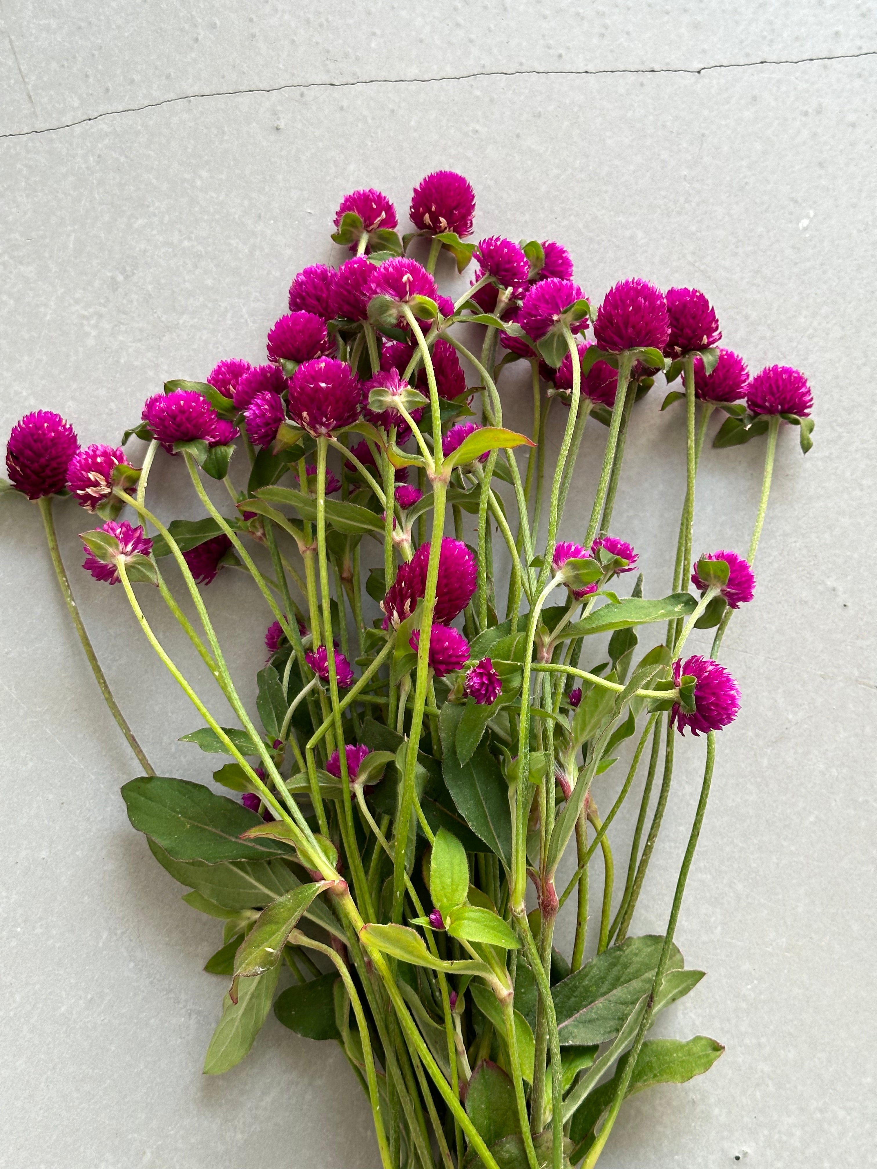 Gomphrena QIS Purple