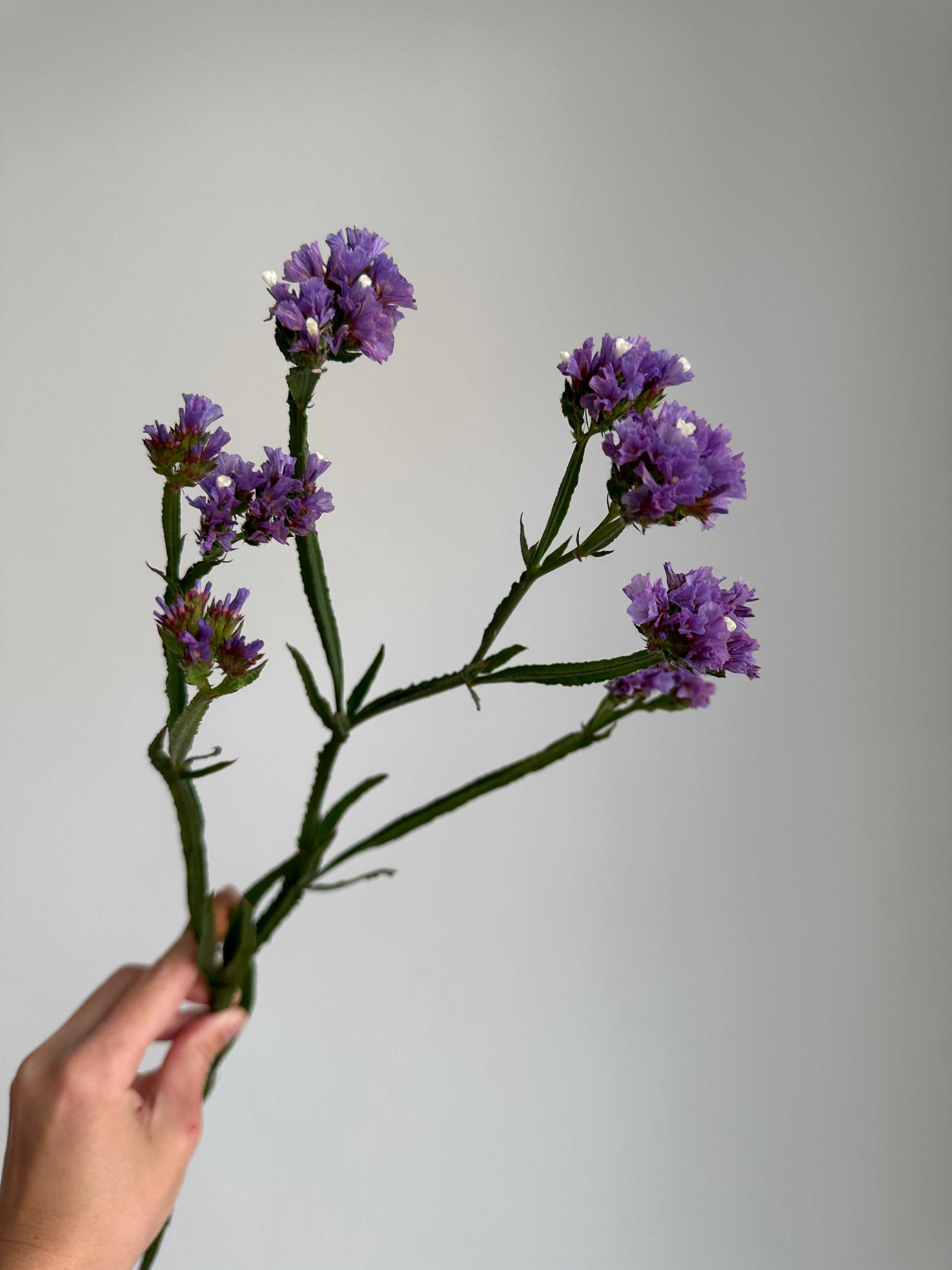 Statice (Limonium) QIS Pale Blue