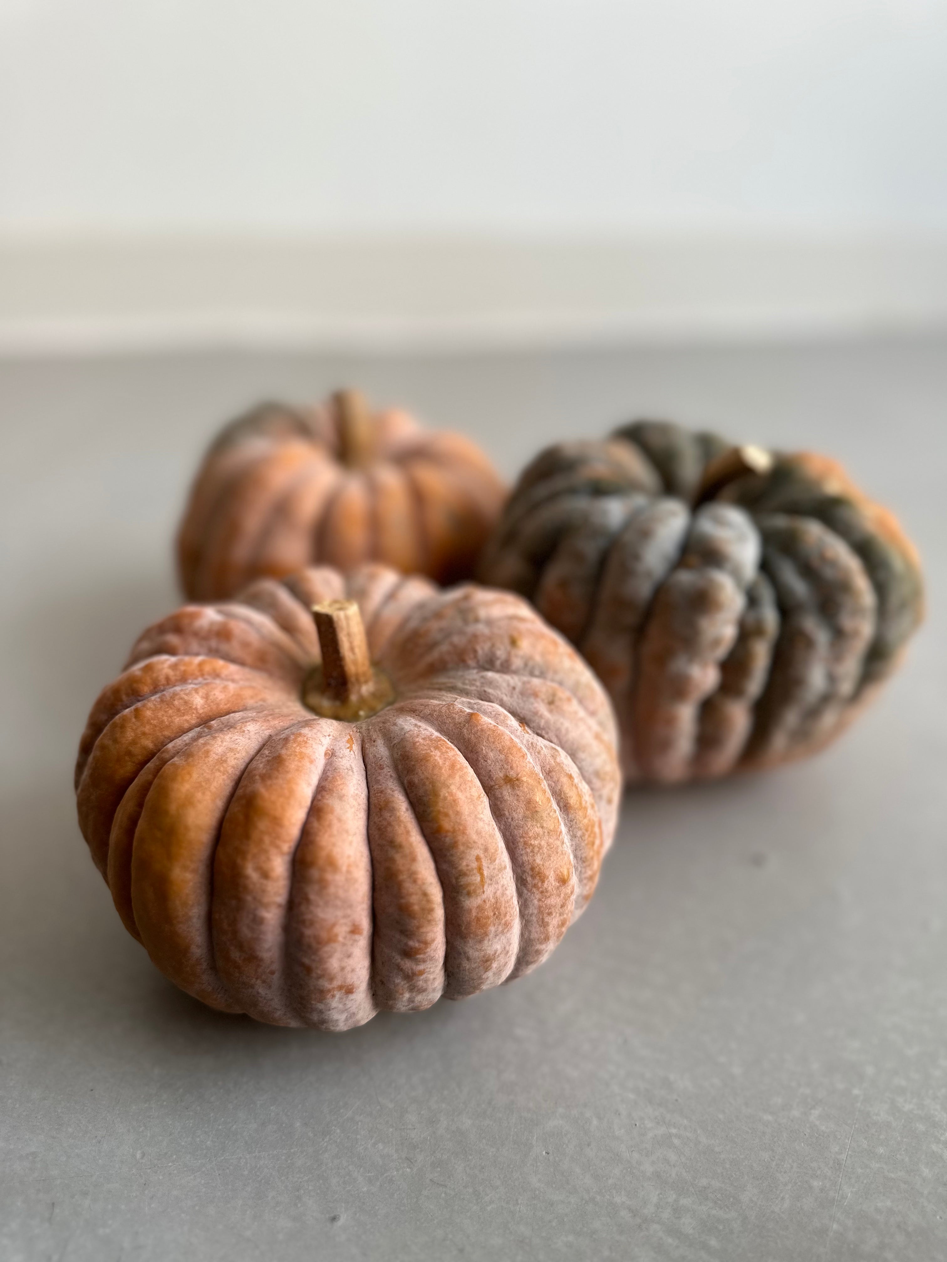 Decorative Pumpkin Futsu Black Early