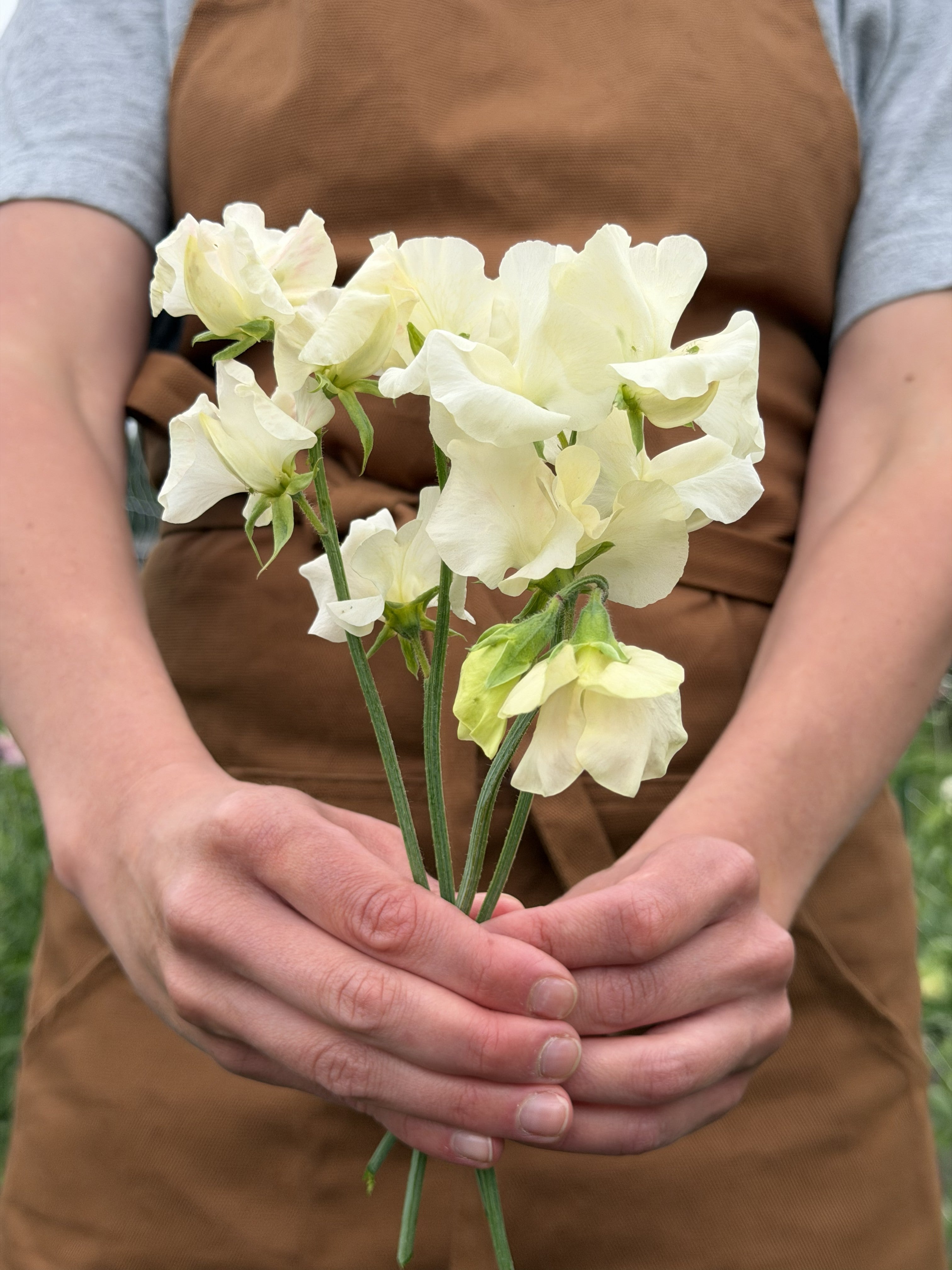 Sweet Pea Pip's Cornish Cream - FLuffyFlower