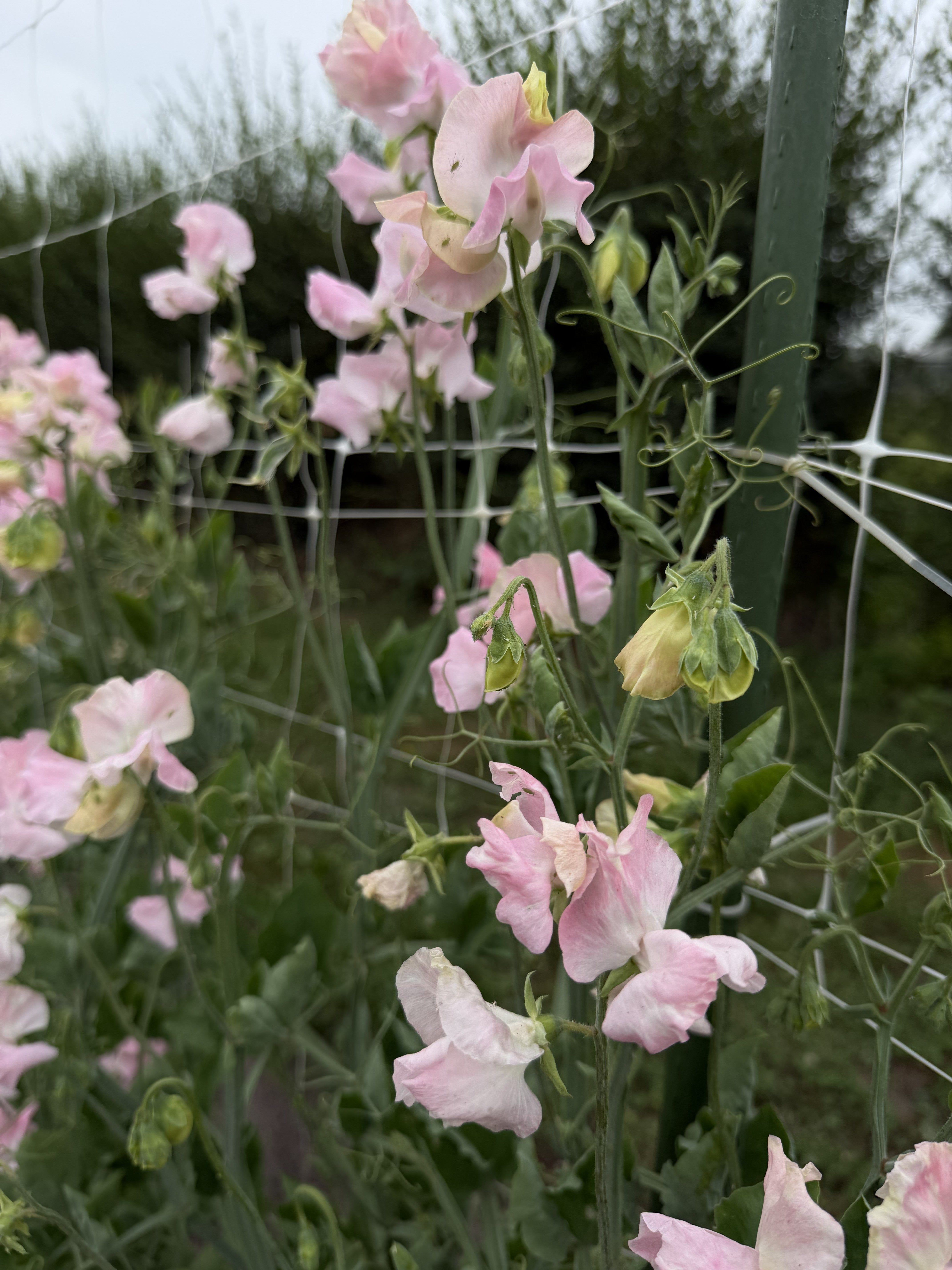 Sweet Pea Southbourne