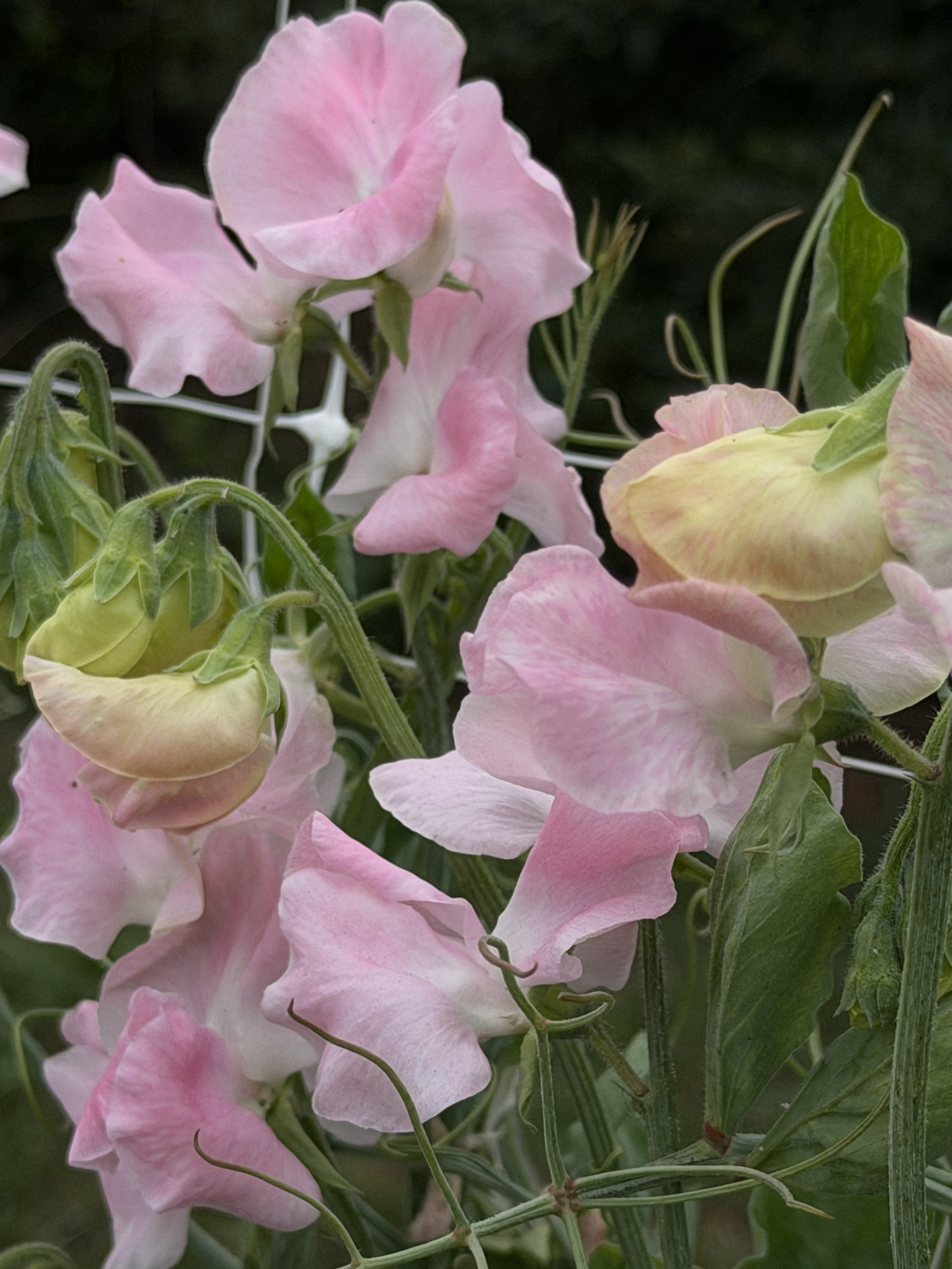 Sweet Pea Southbourne