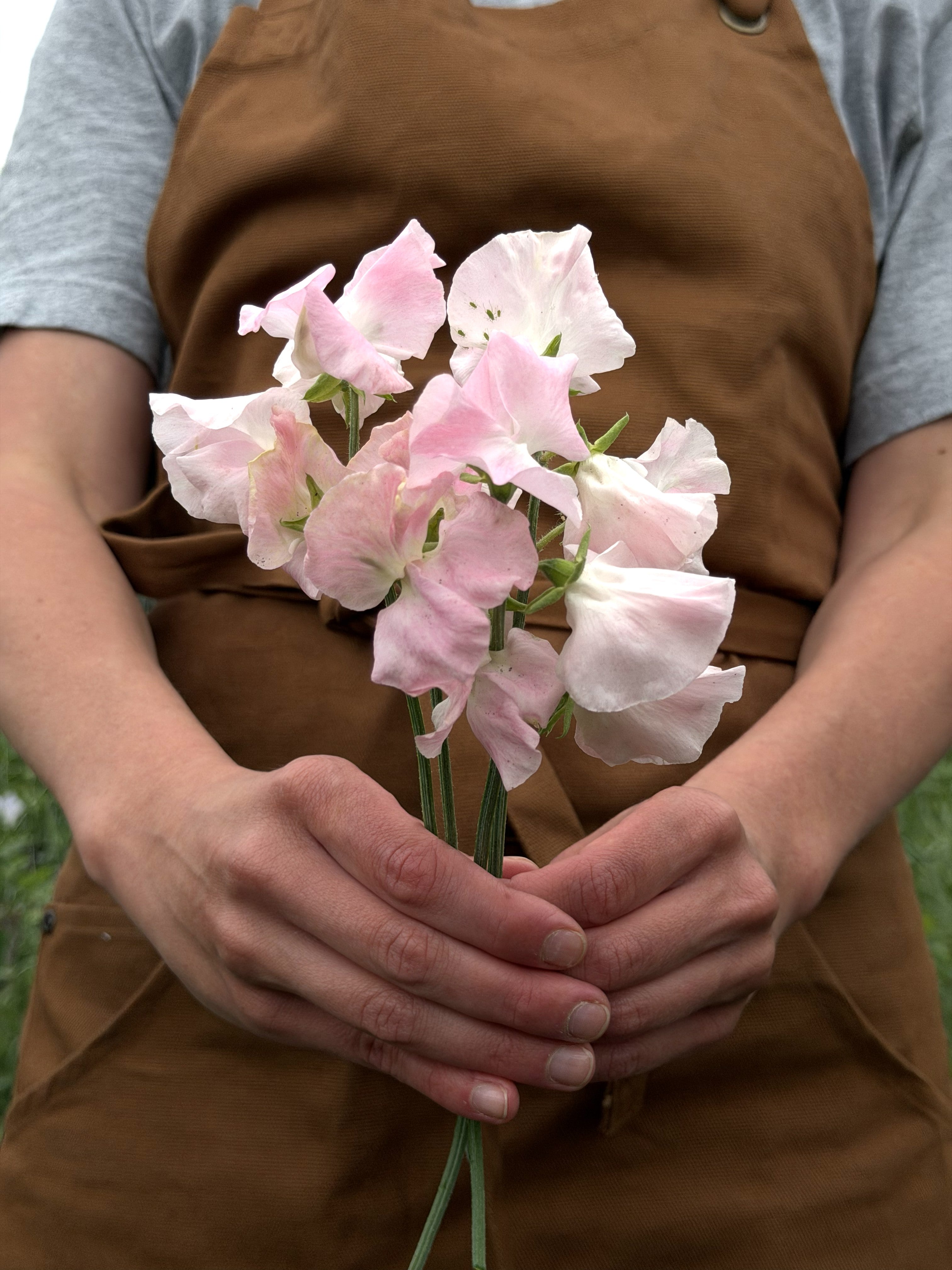 Sweet Pea Southbourne