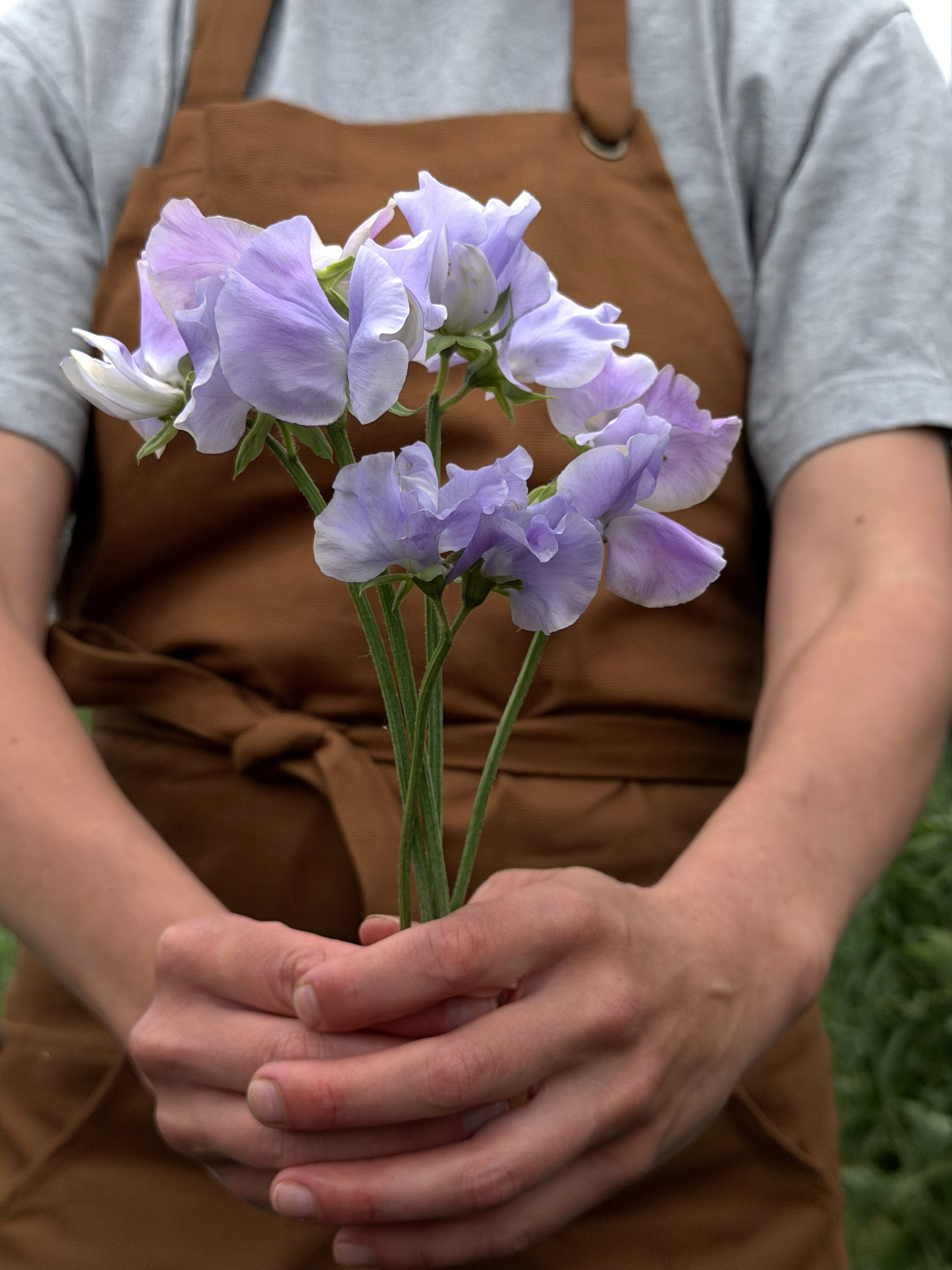 Sweet Pea Naomi Nazareth - FluffyFlower