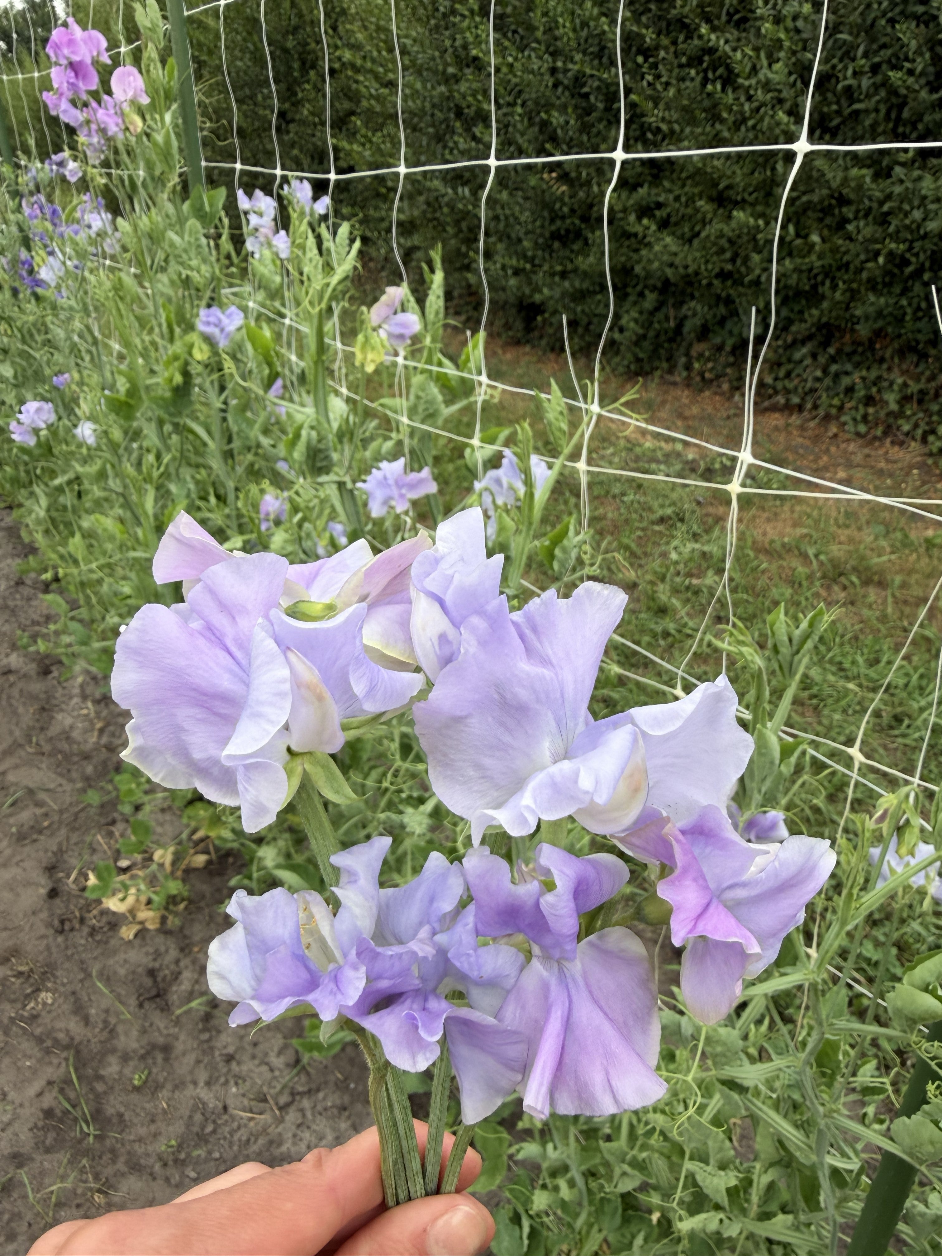 Sweet Pea Naomi Nazareth  - FluffyFlower