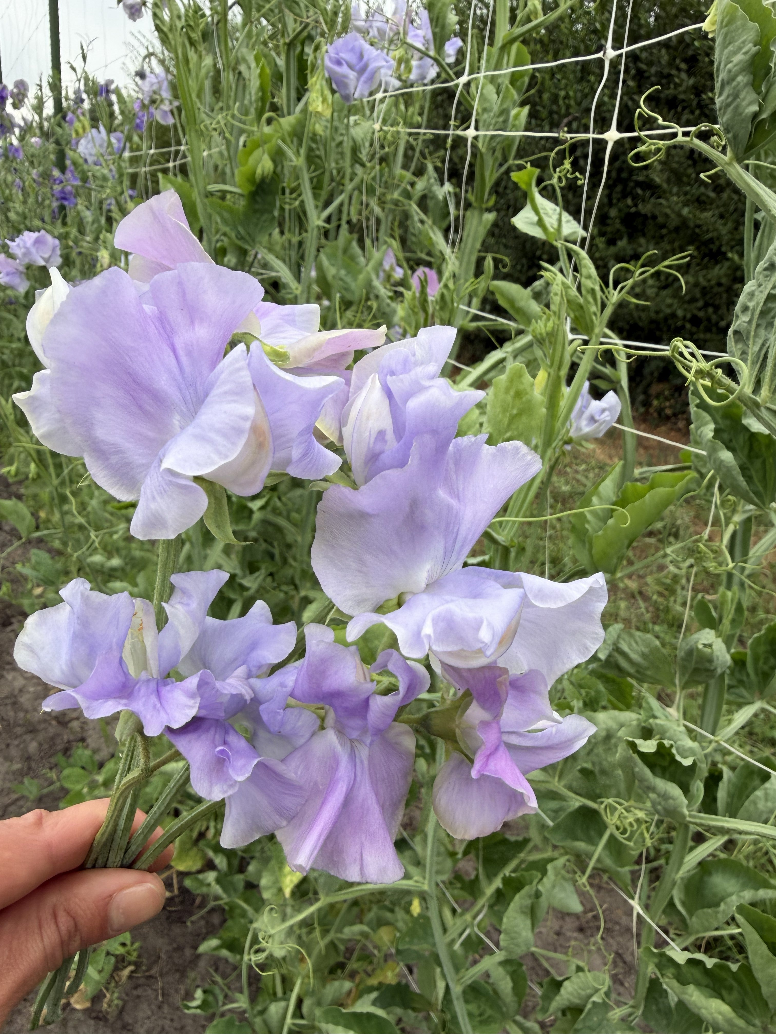 Sweet Pea Naomi Nazareth - FluffyFlower