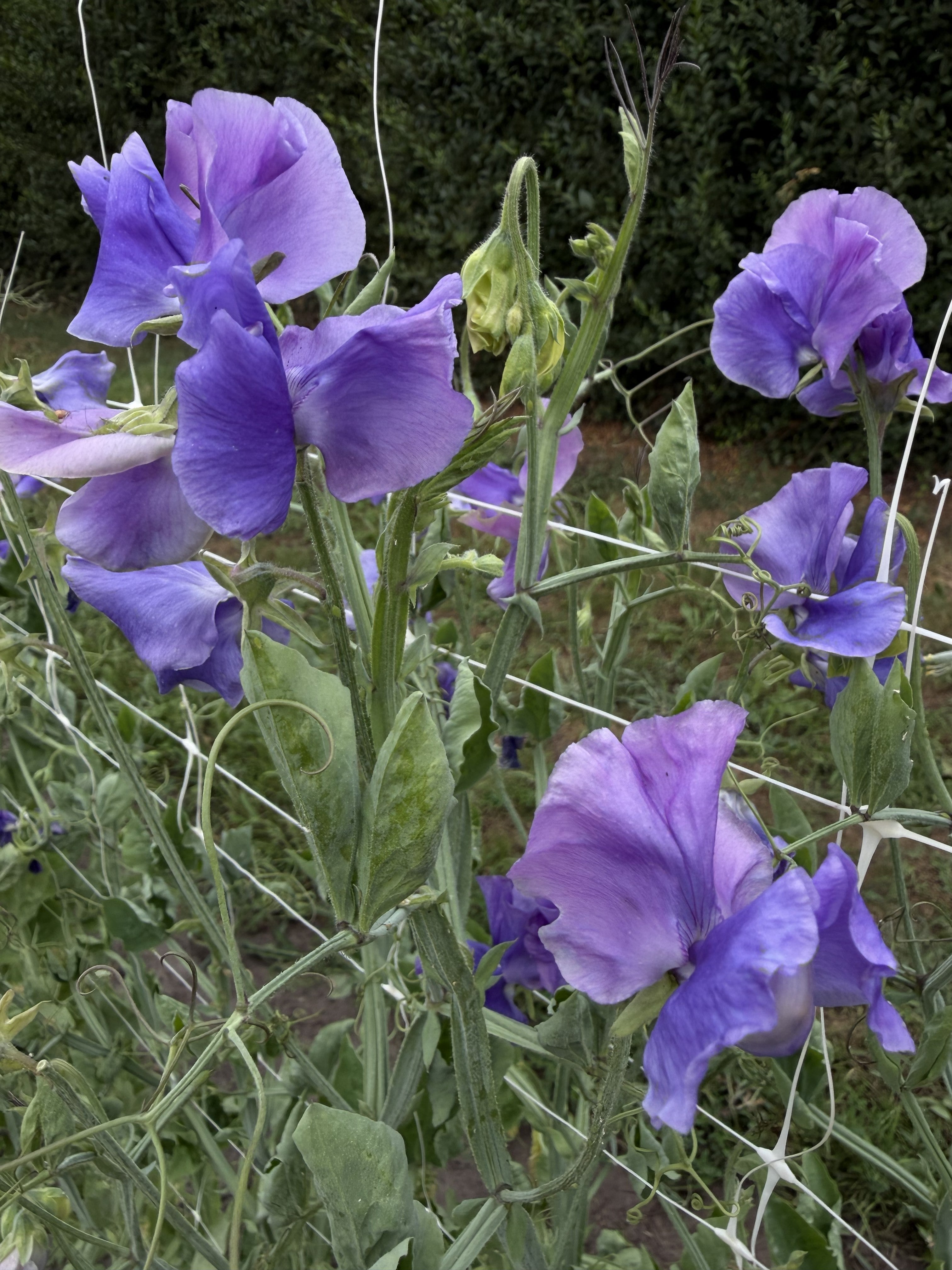 Sweet Pea Blue Danube