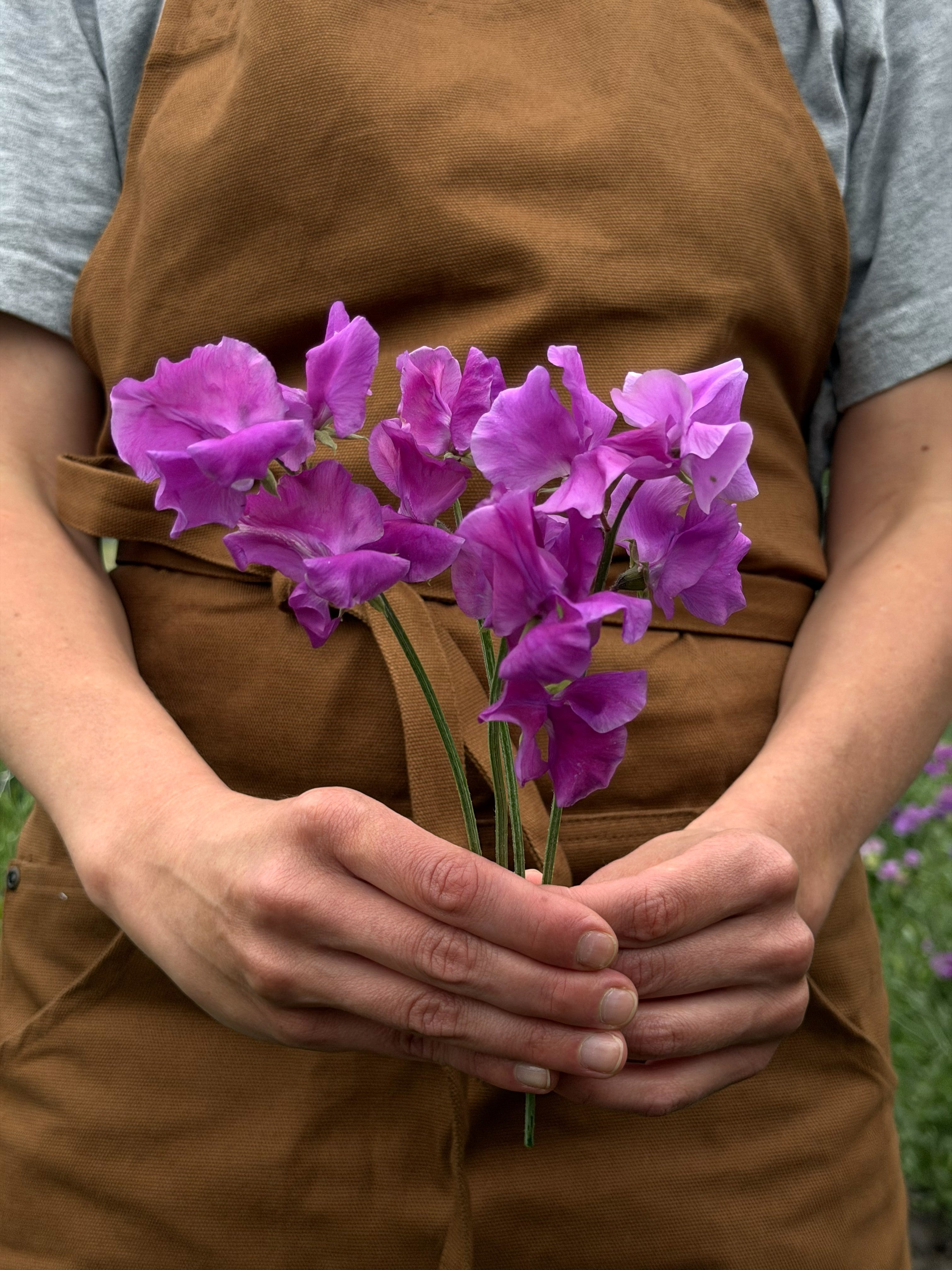 Sweet Pea Eclipse - FluffyFlower