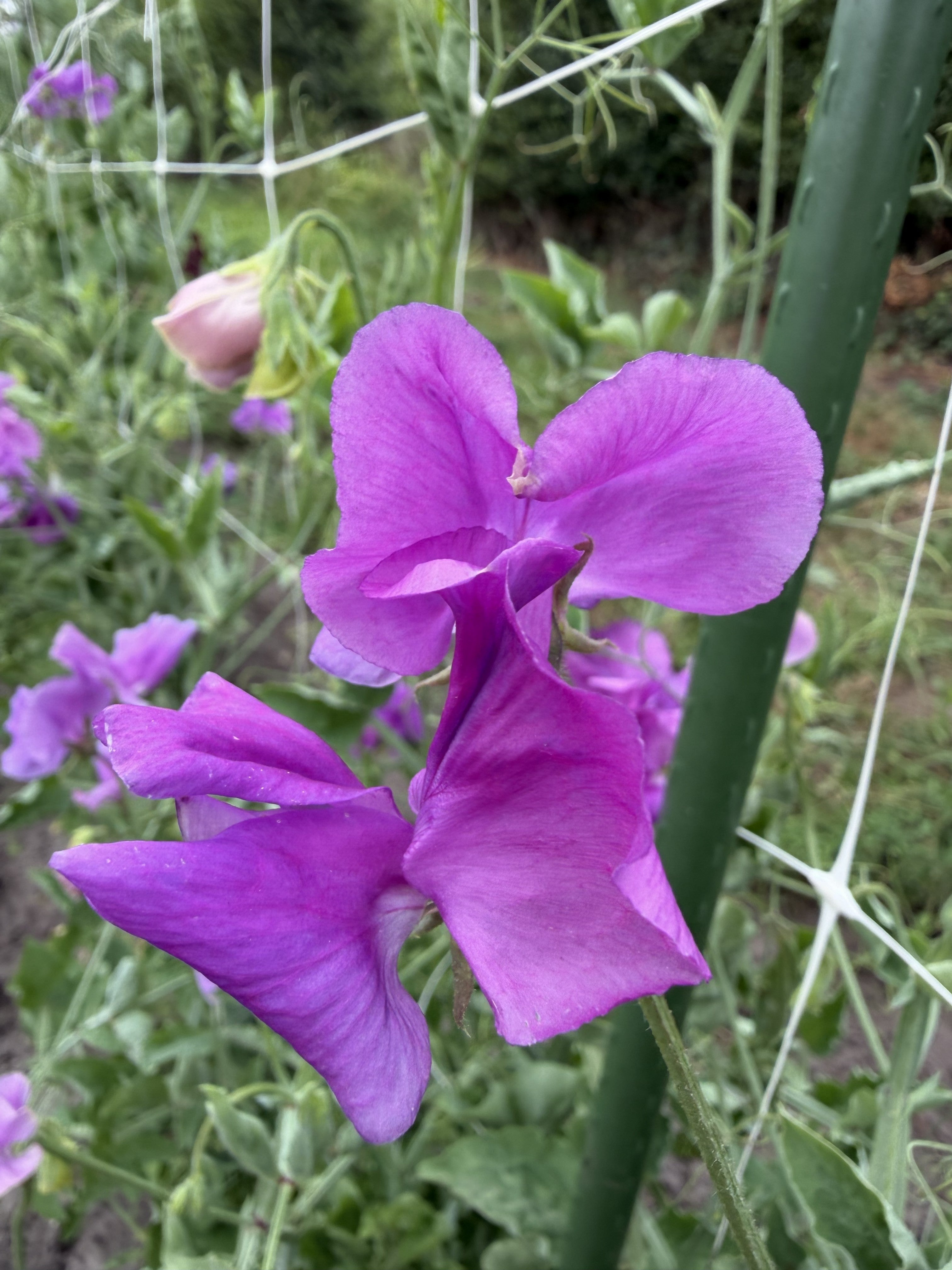 Sweet Pea Eclipse - FluffyFlower