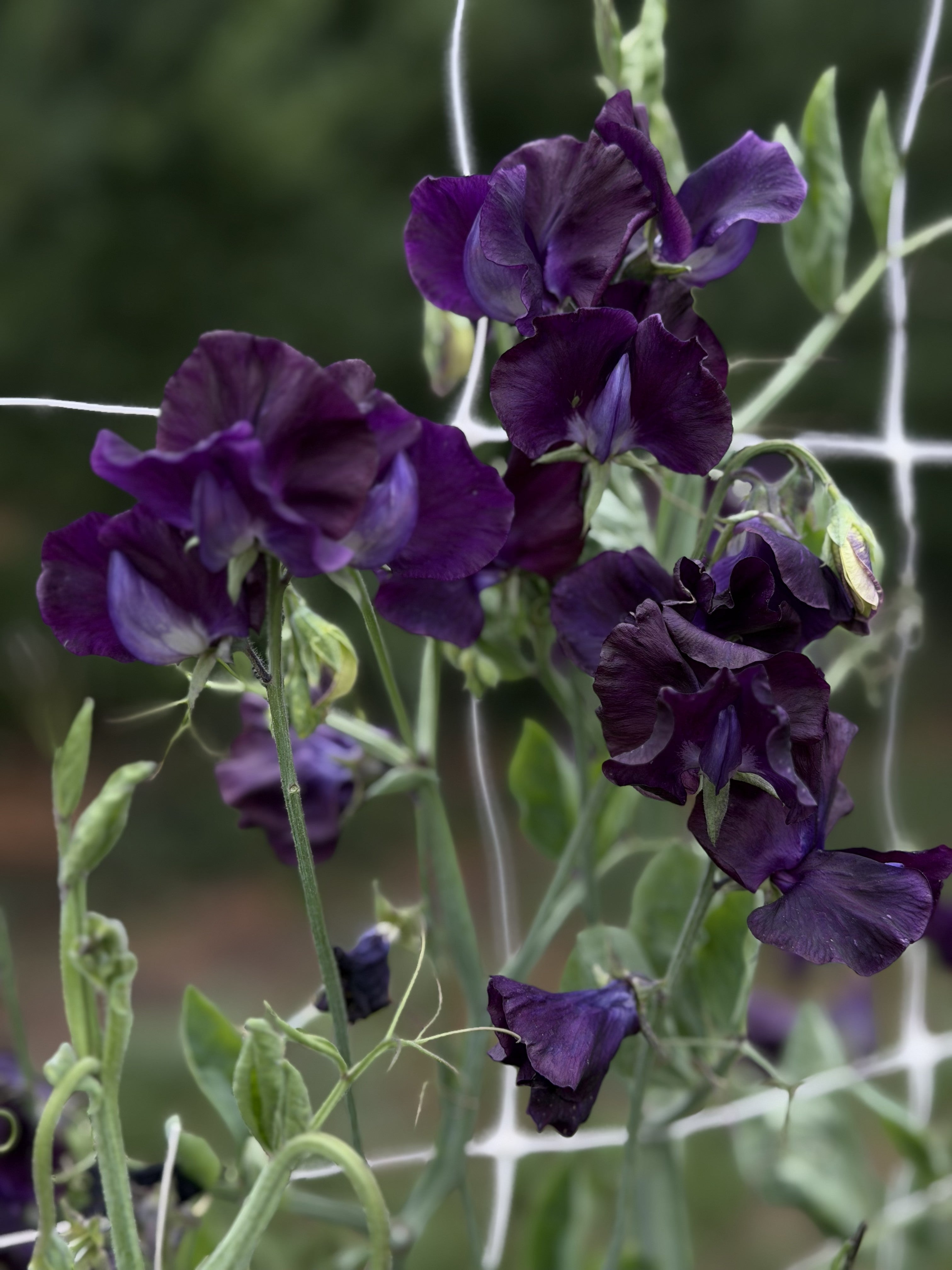 Sweet Pea Just Jenny - FluffyFlower
