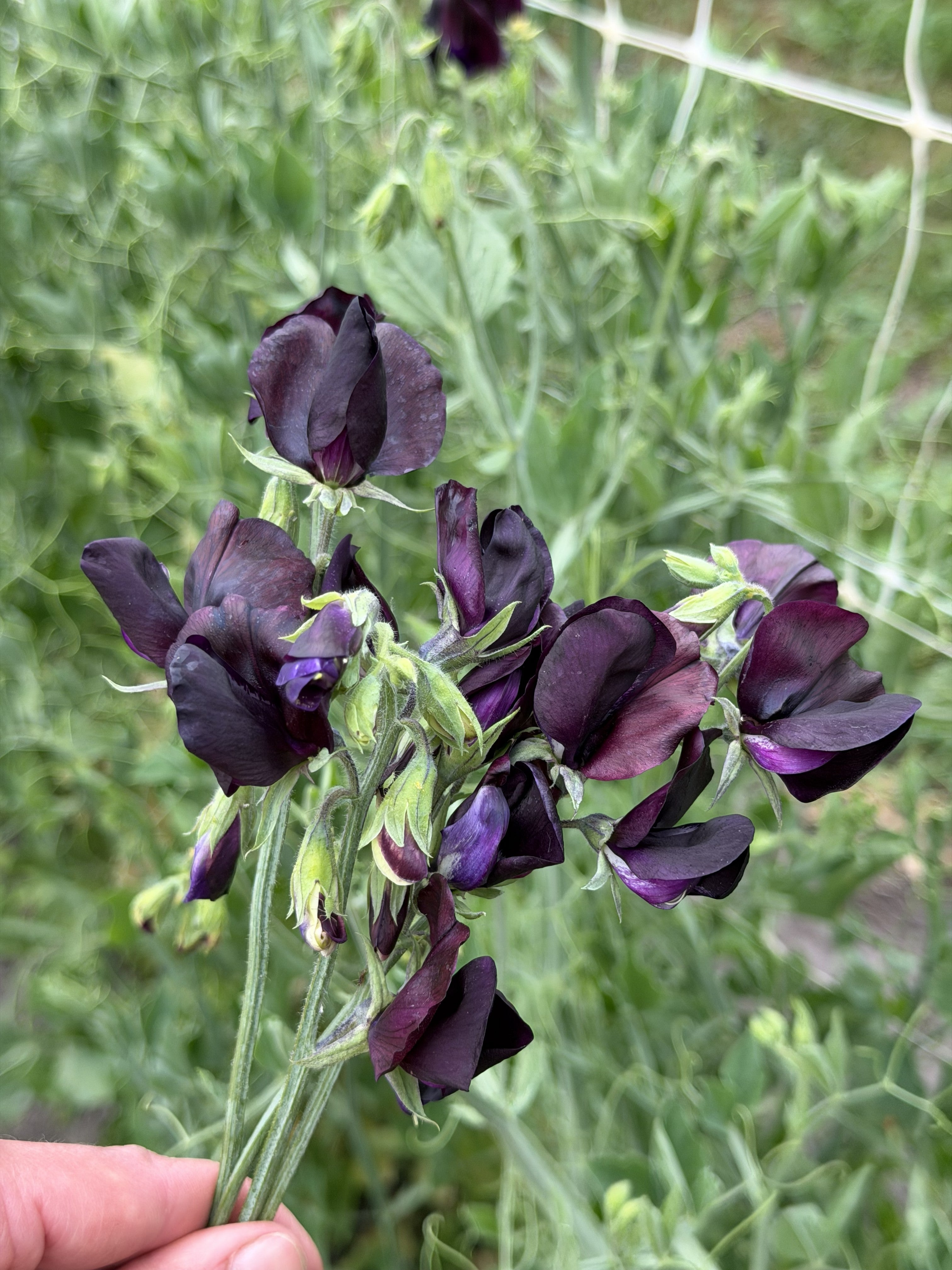 Sweet Pea Almost Black - FluffyFlower