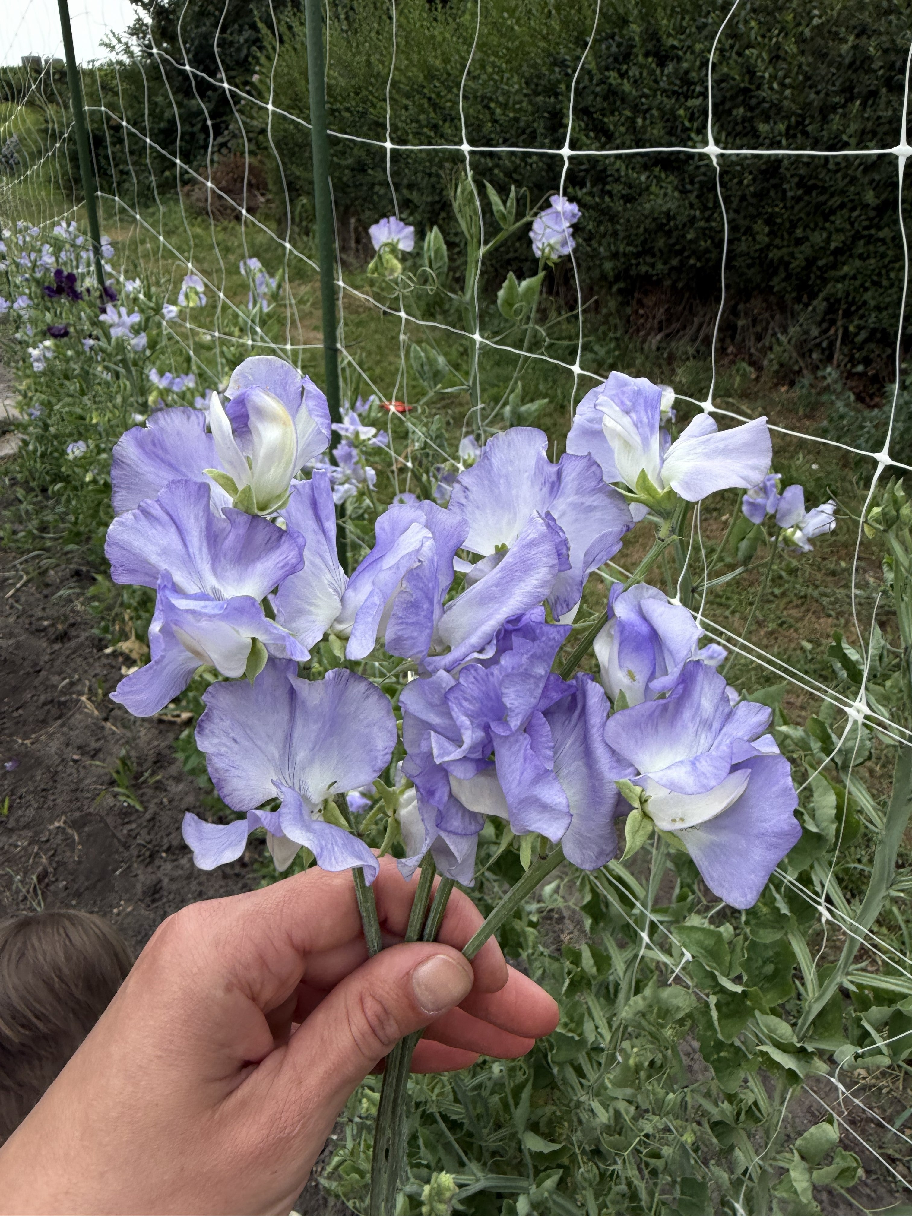 Sweet Pea Allison Louise - FluffyFlower