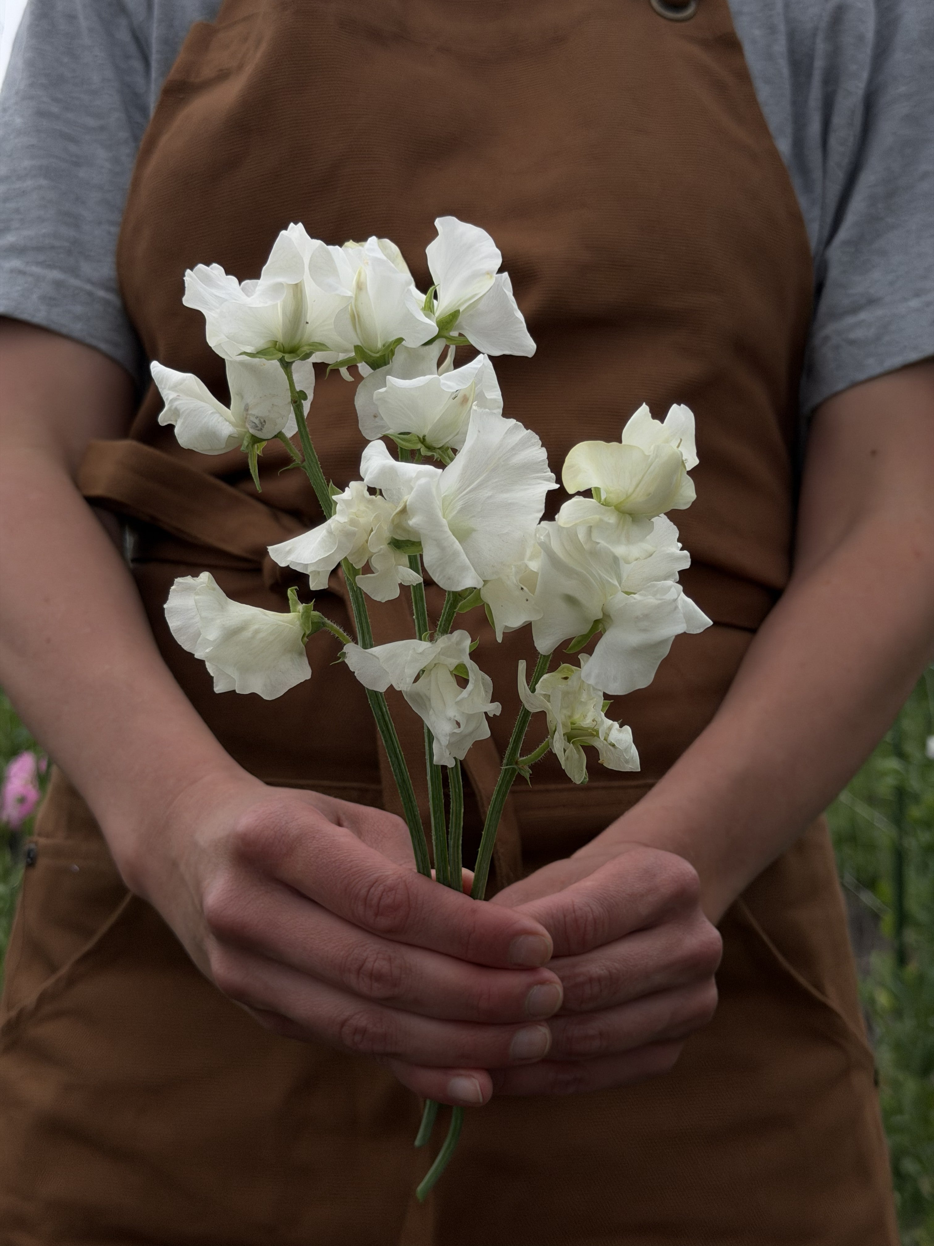 Sweet Pea Wild Swan - FluffyFlower