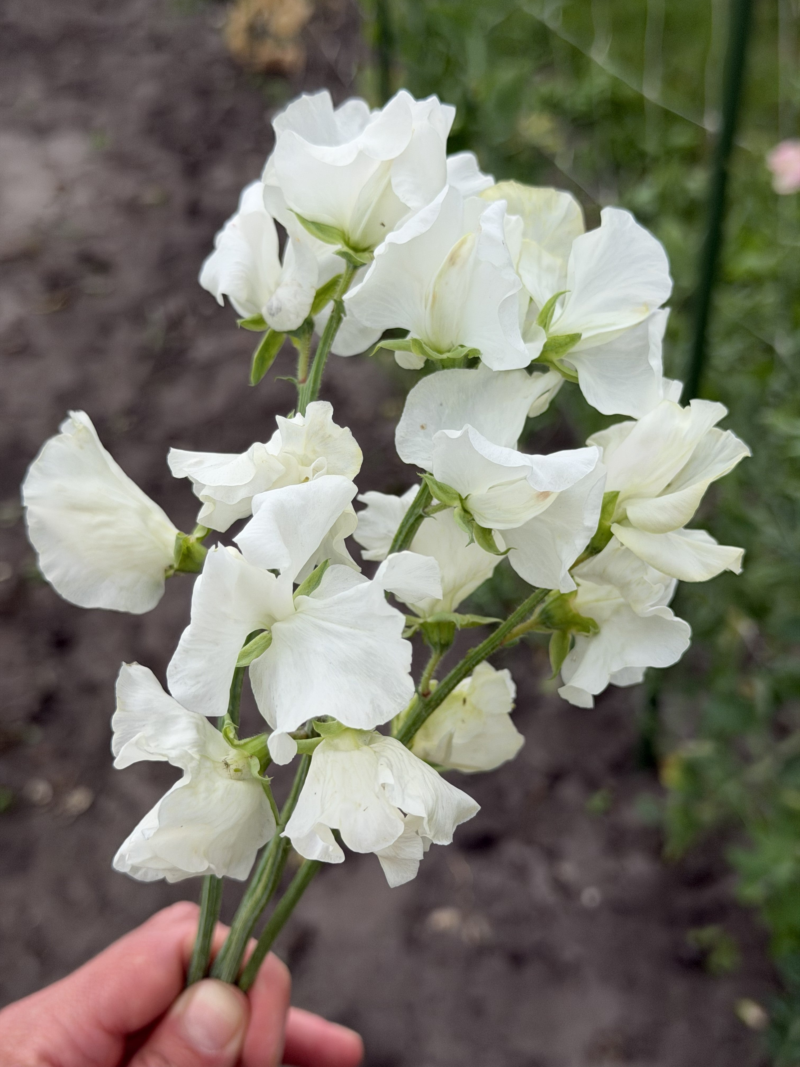 Sweet Pea Wild Swan - FluffyFlower