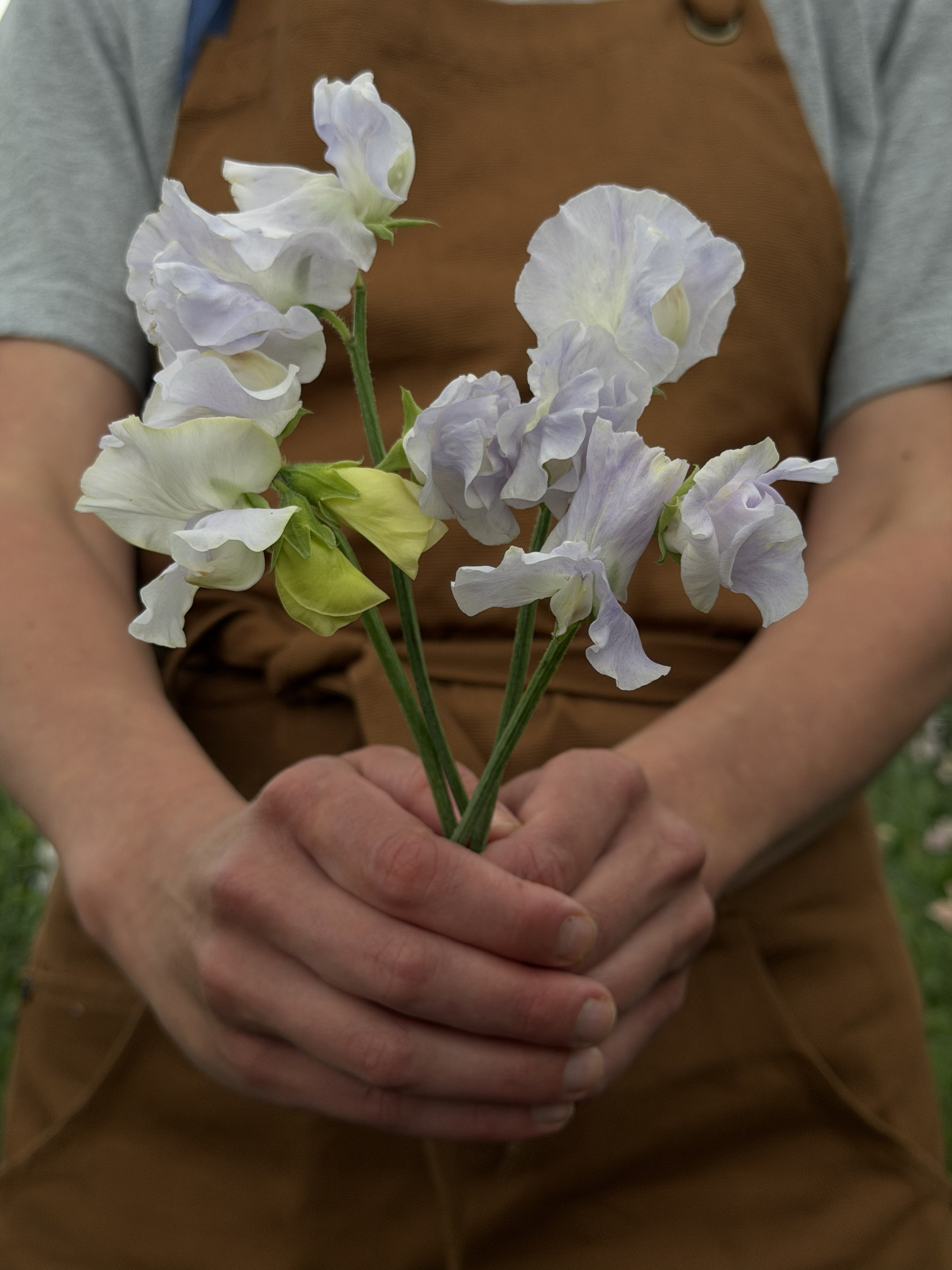 Sweet Pea Cilla - FluffyFlower