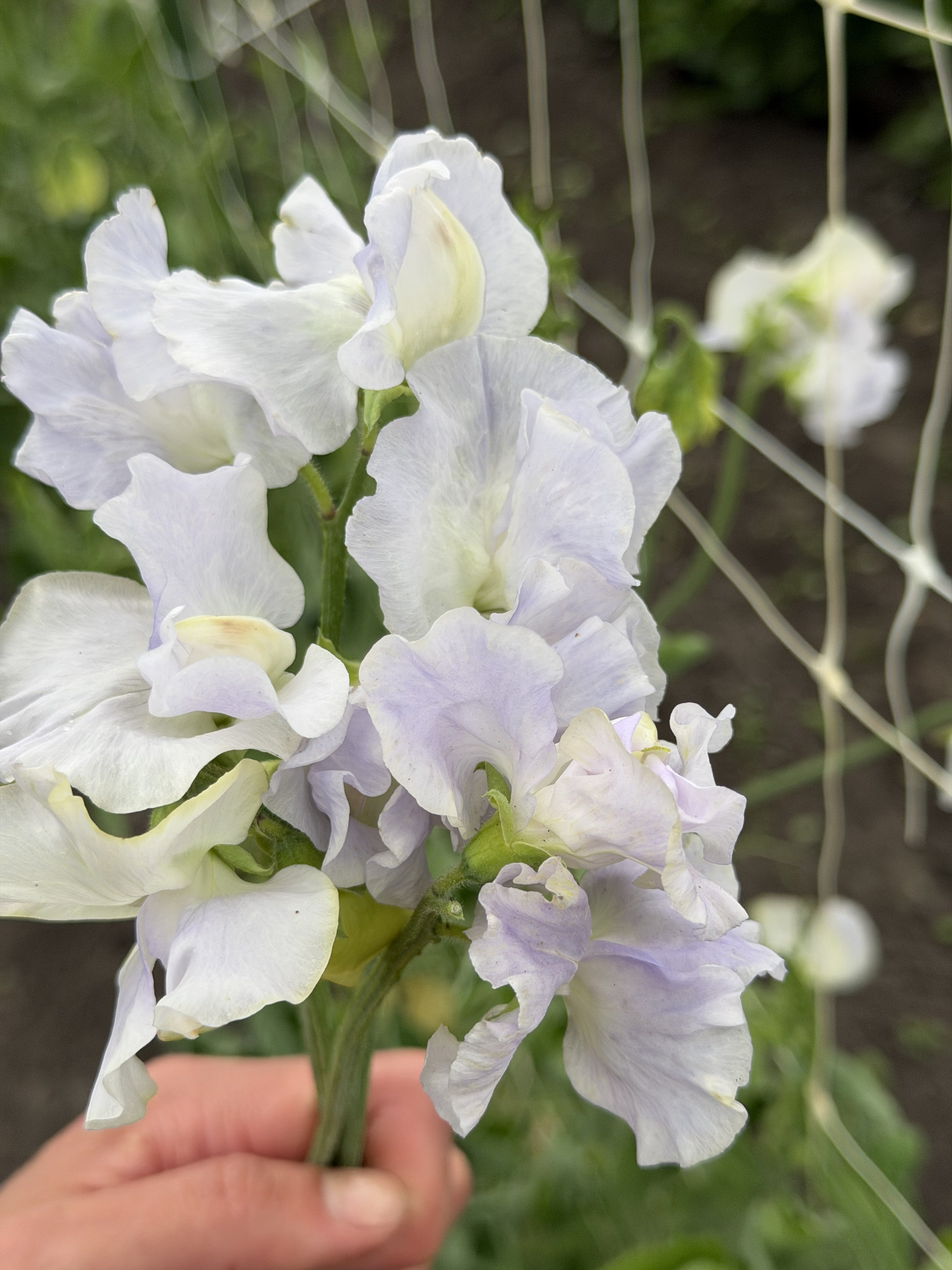 Sweet Pea Cilla - FluffyFlower
