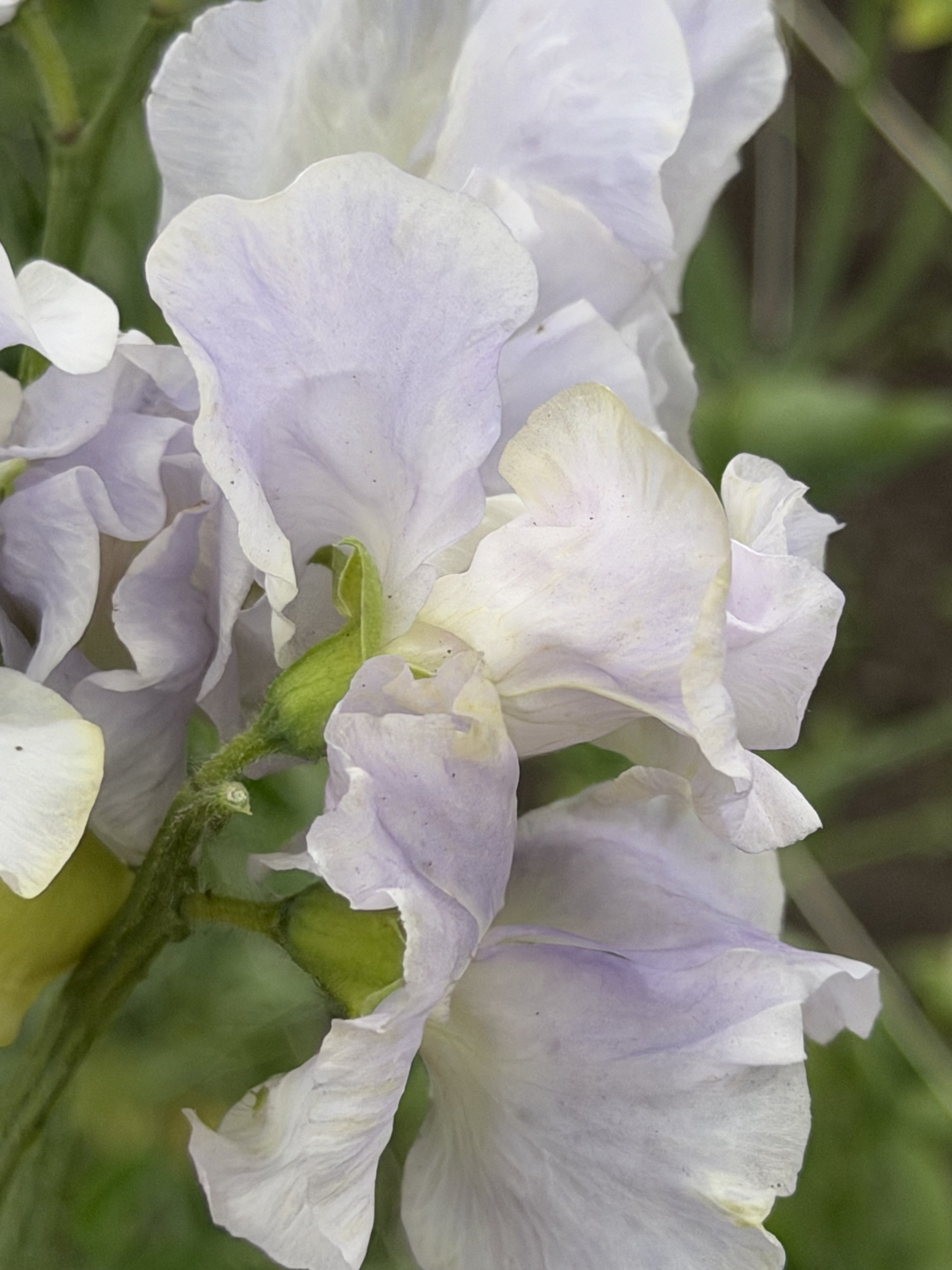 Sweet Pea Cilla - FluffyFlower