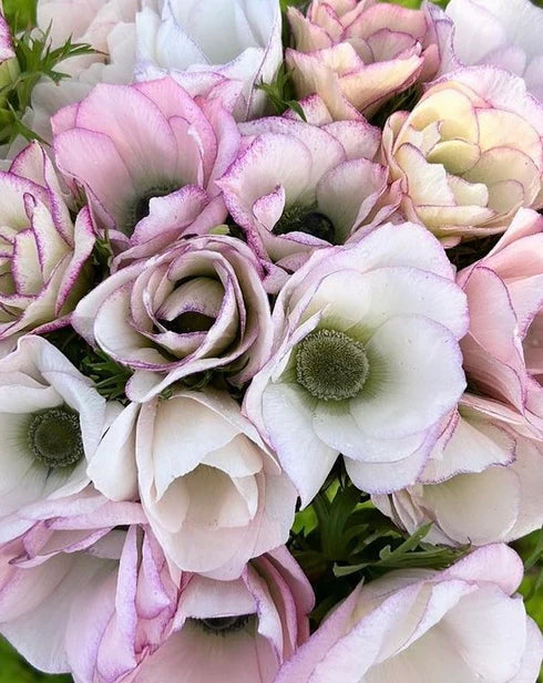Anemone Edge