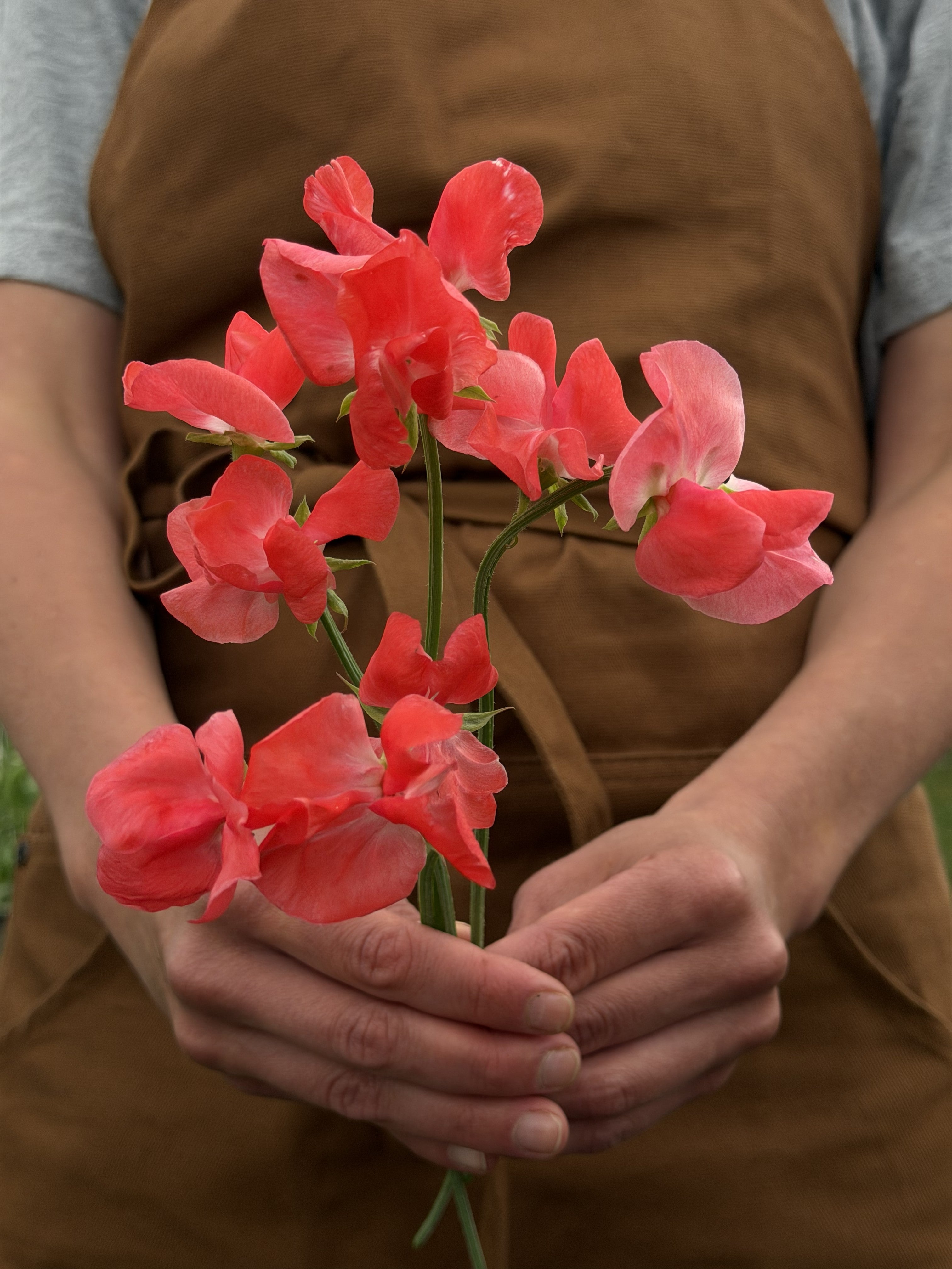 Sweet Pea Prince of Orange - FluffyFlower