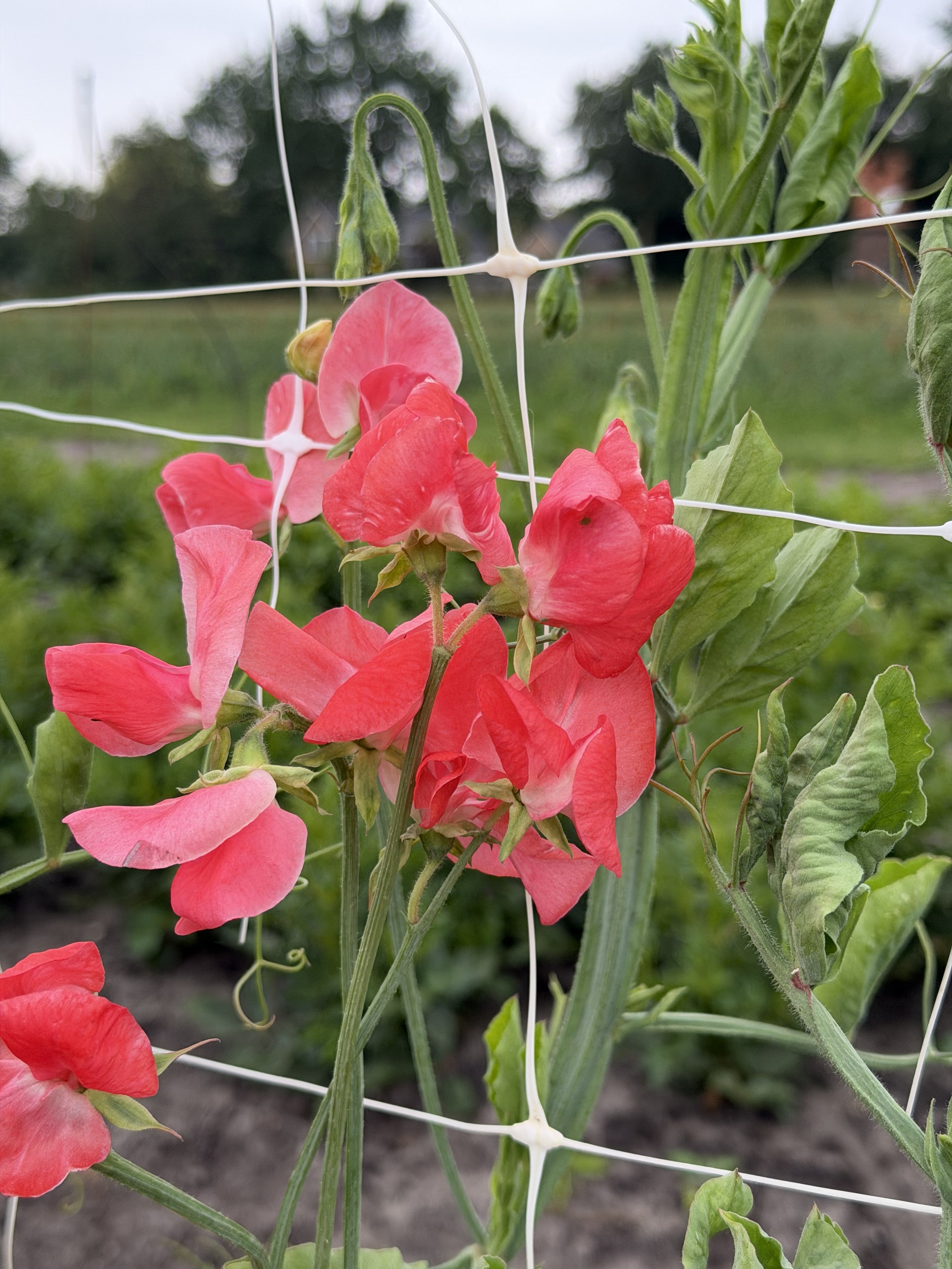 Sweet Pea Prince of Orange - FluffyFlower