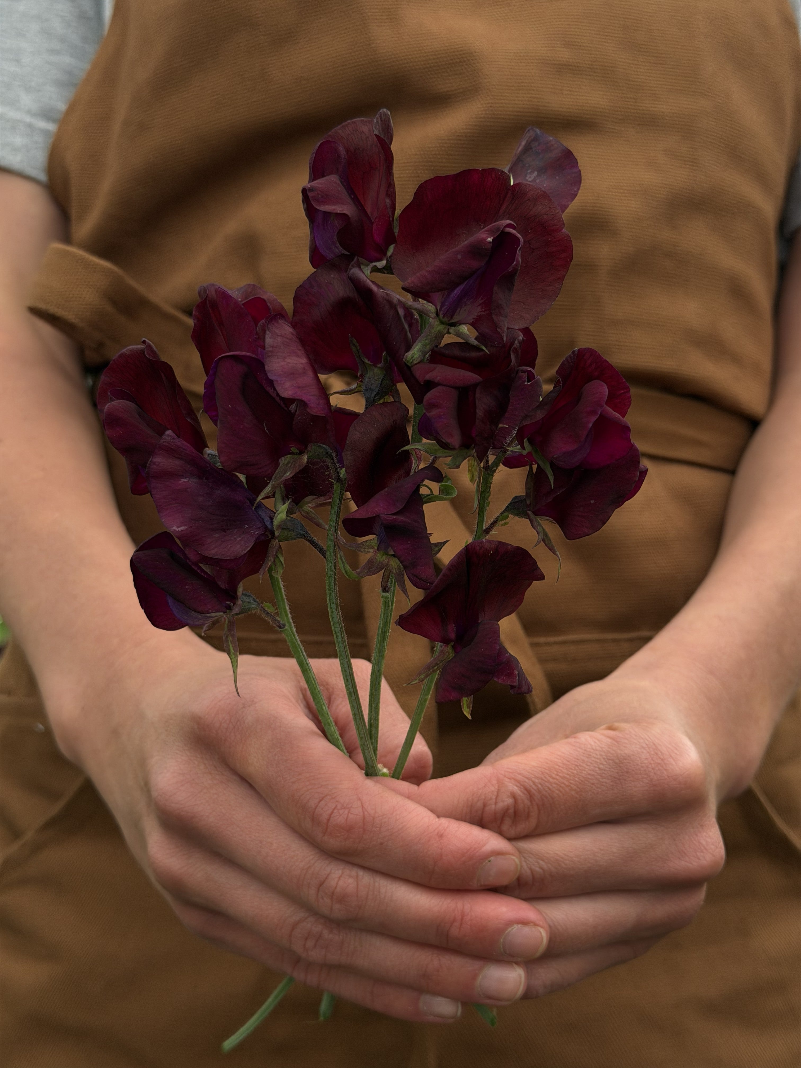 Sweet Pea Beaujolais - FluffyFlower