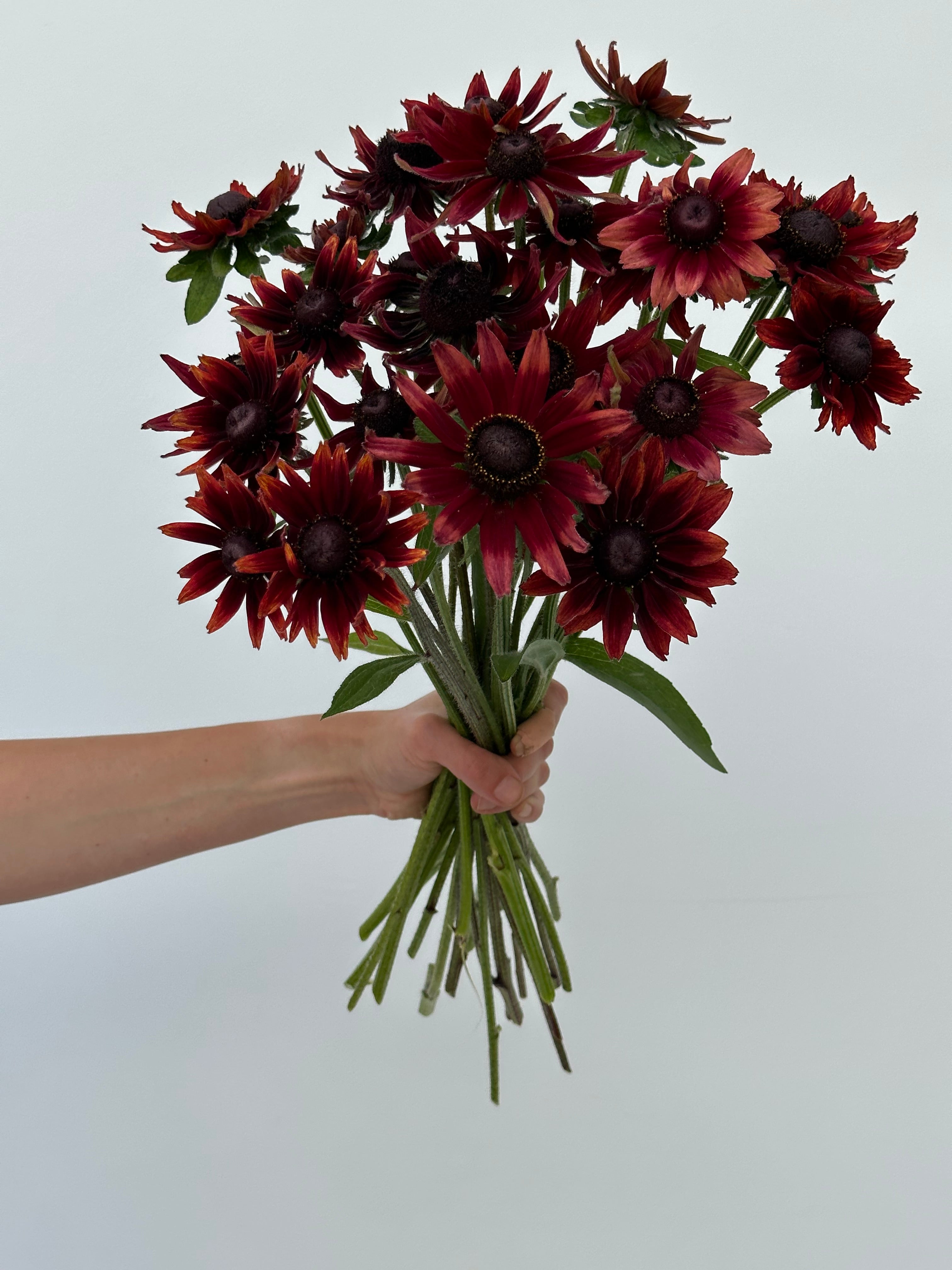 Rudbeckia Cherry Brandy