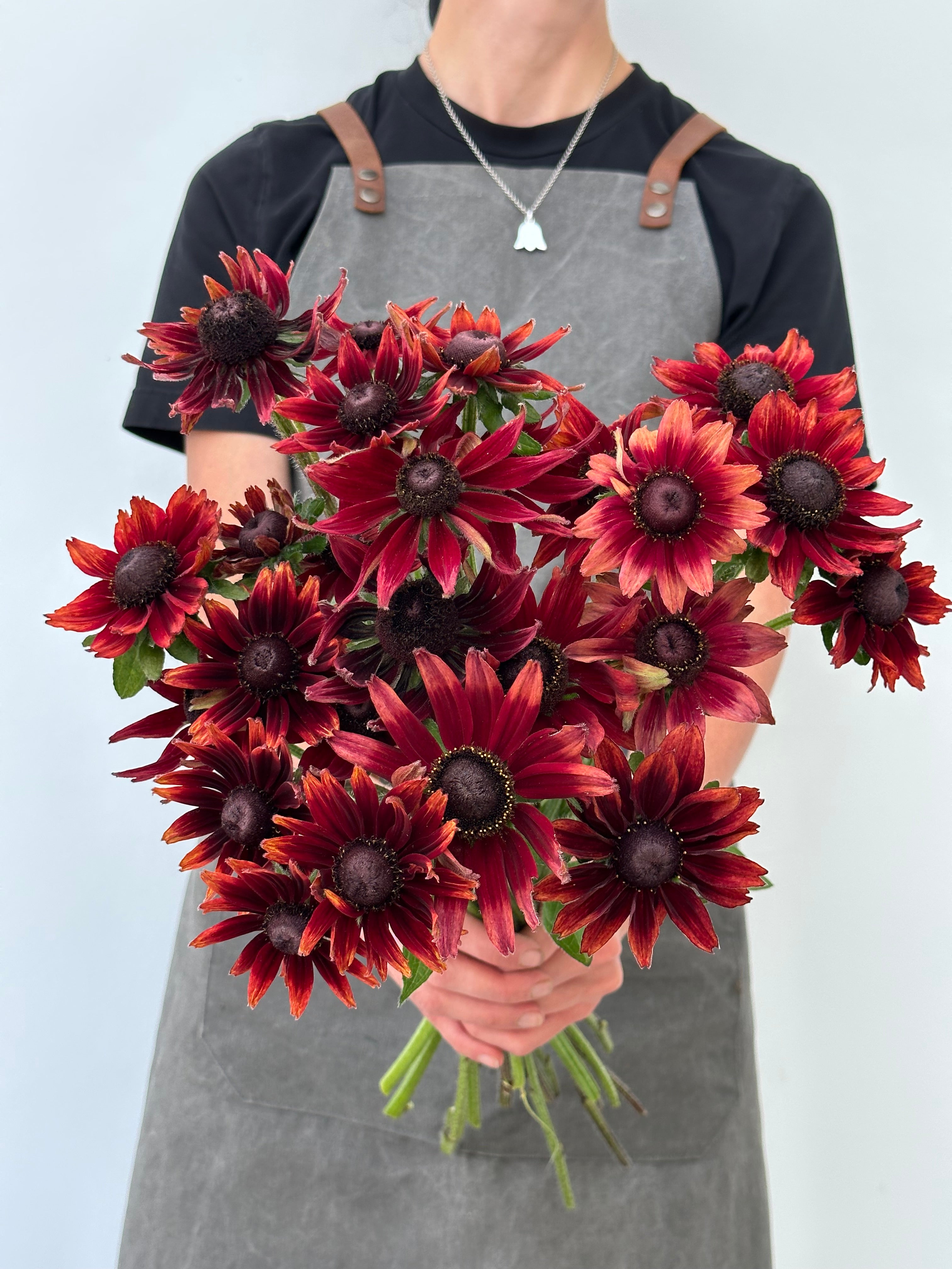 Rudbeckia Cherry Brandy