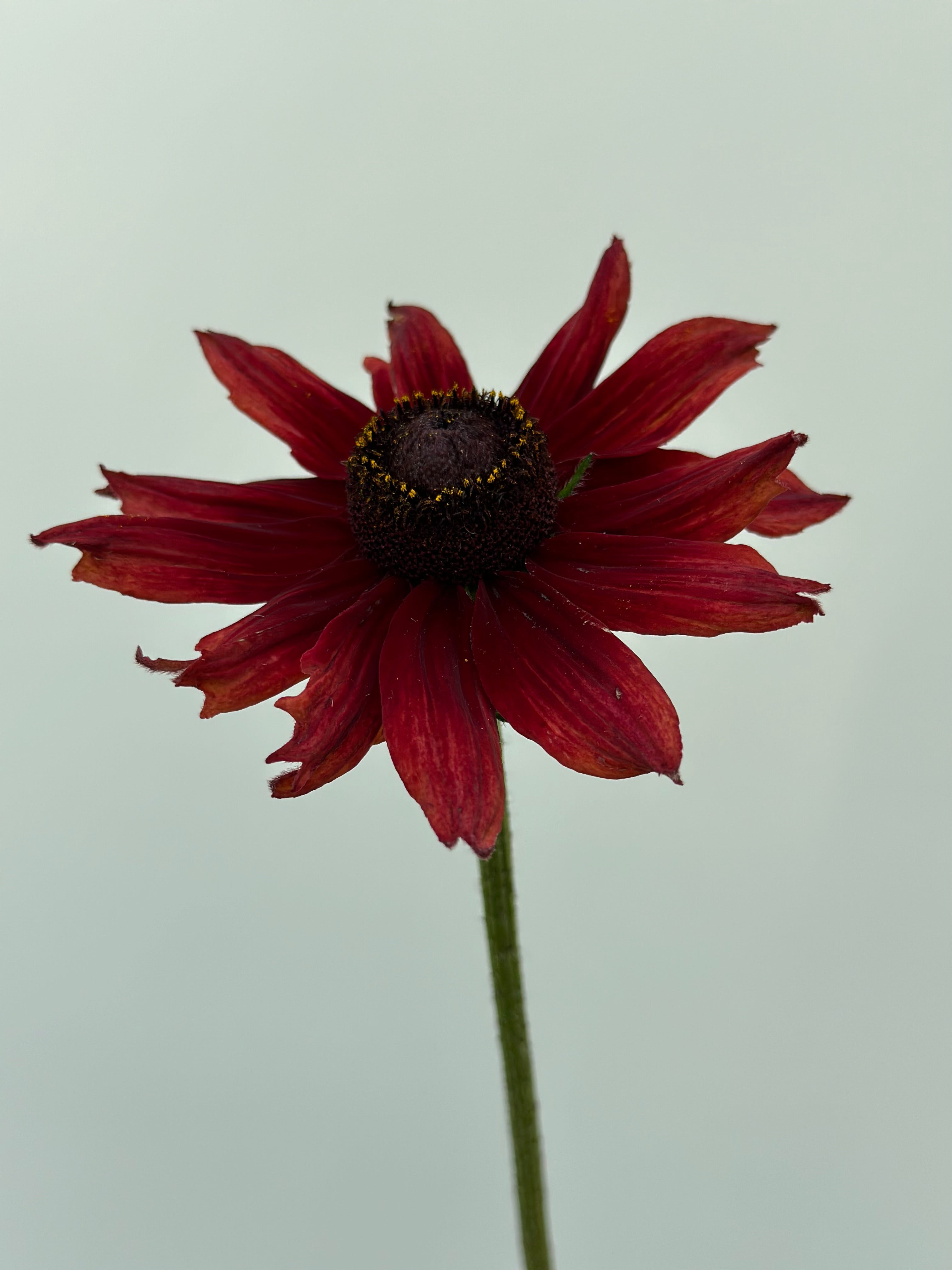 Rudbeckia Cherry Brandy