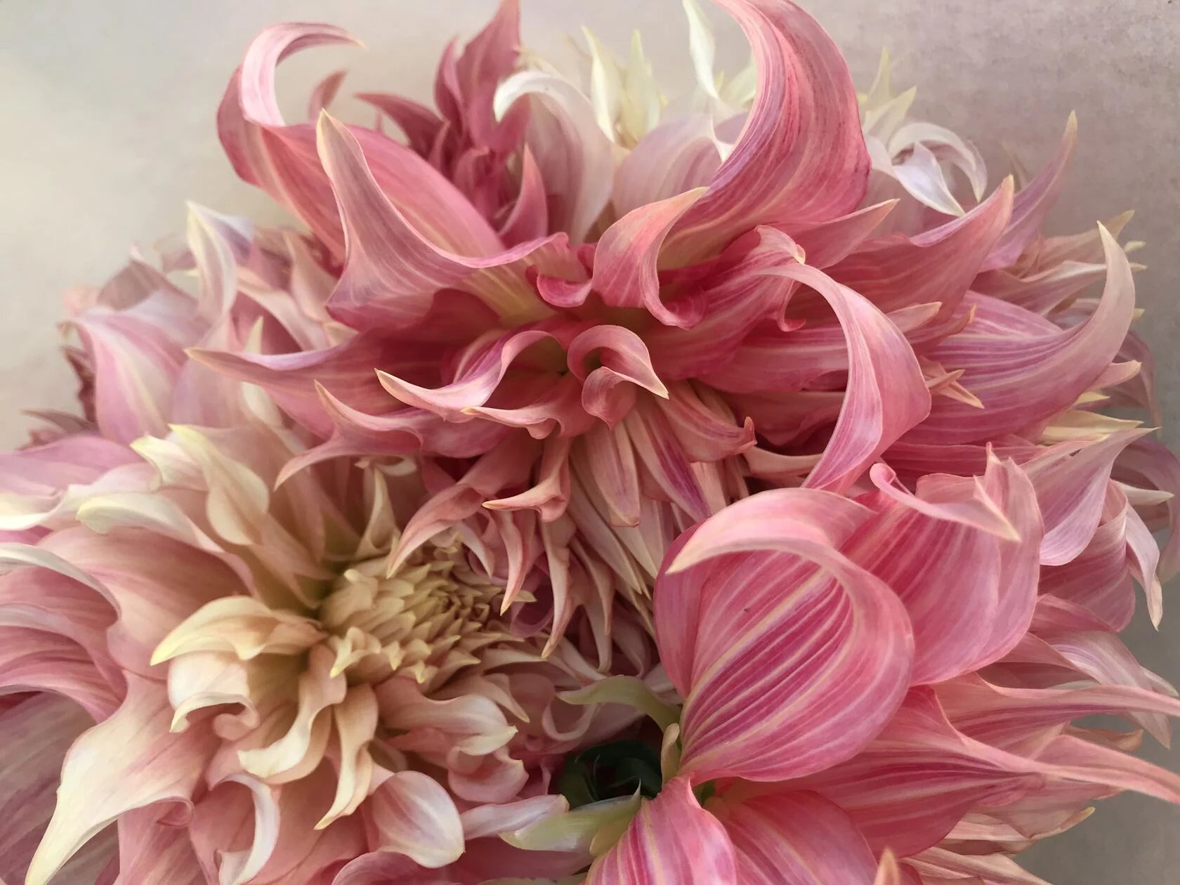 Dahlia Penhill Watermelon