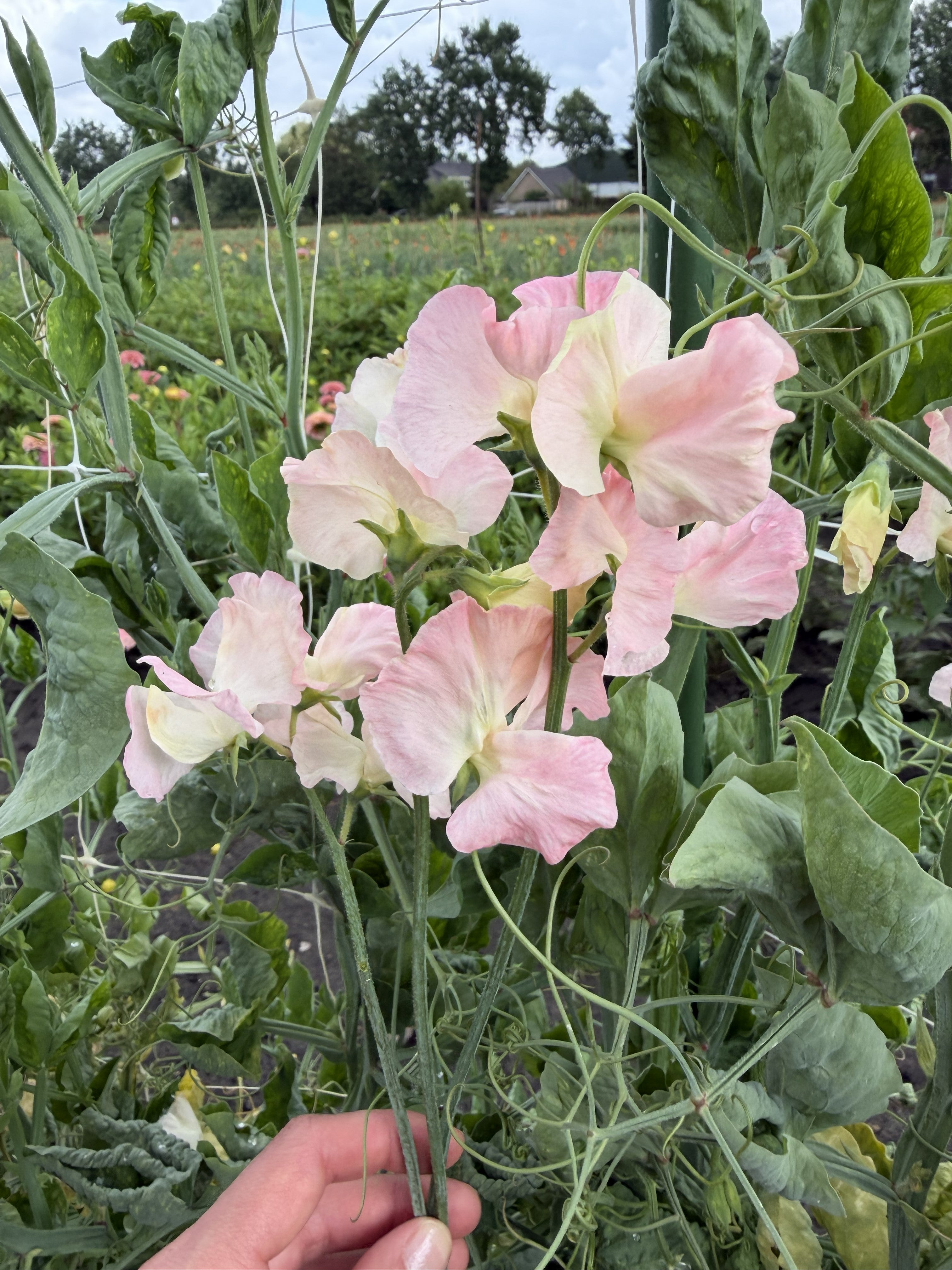 Sweet Pea Gilly Norah - FluffyFlower