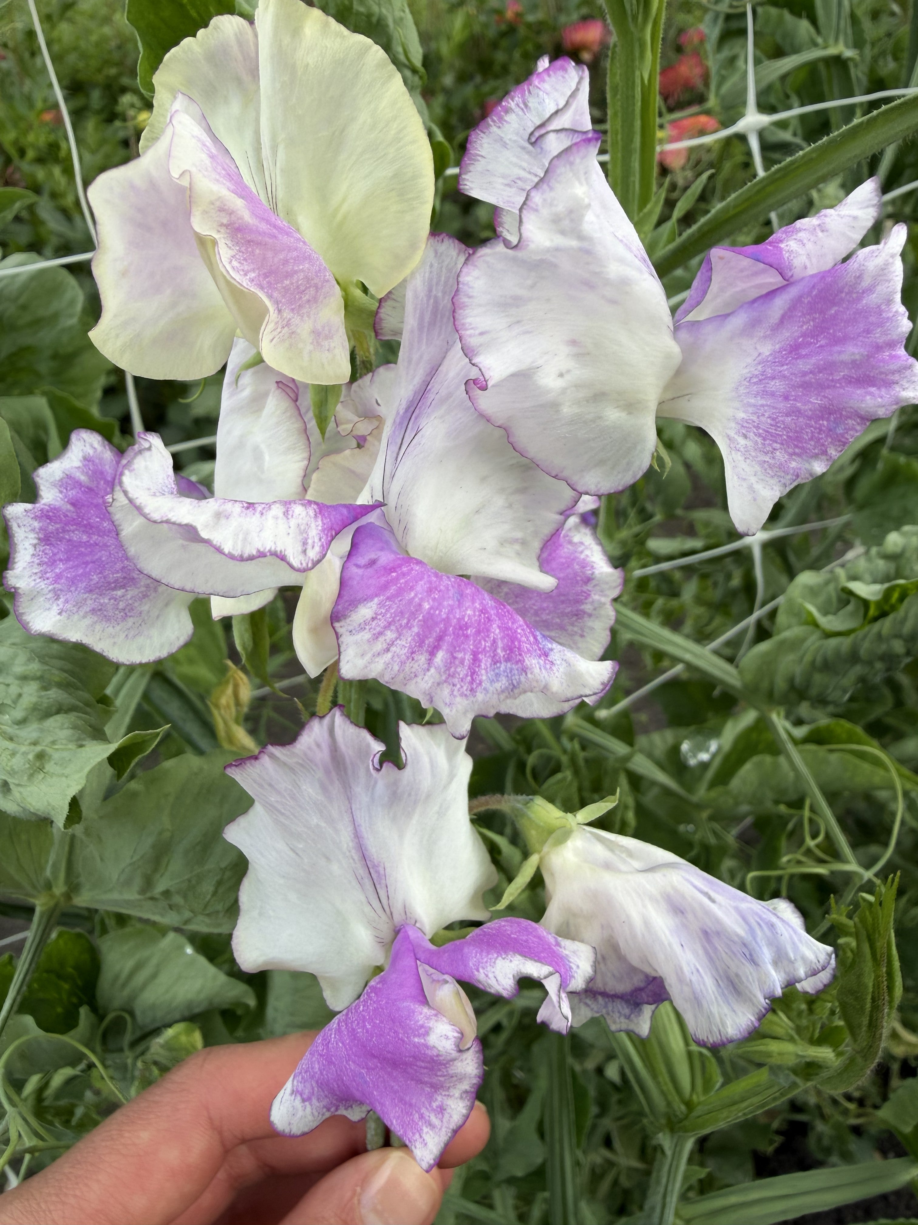 Sweet Pea Sir Jimmy Shand -FluffyFlower